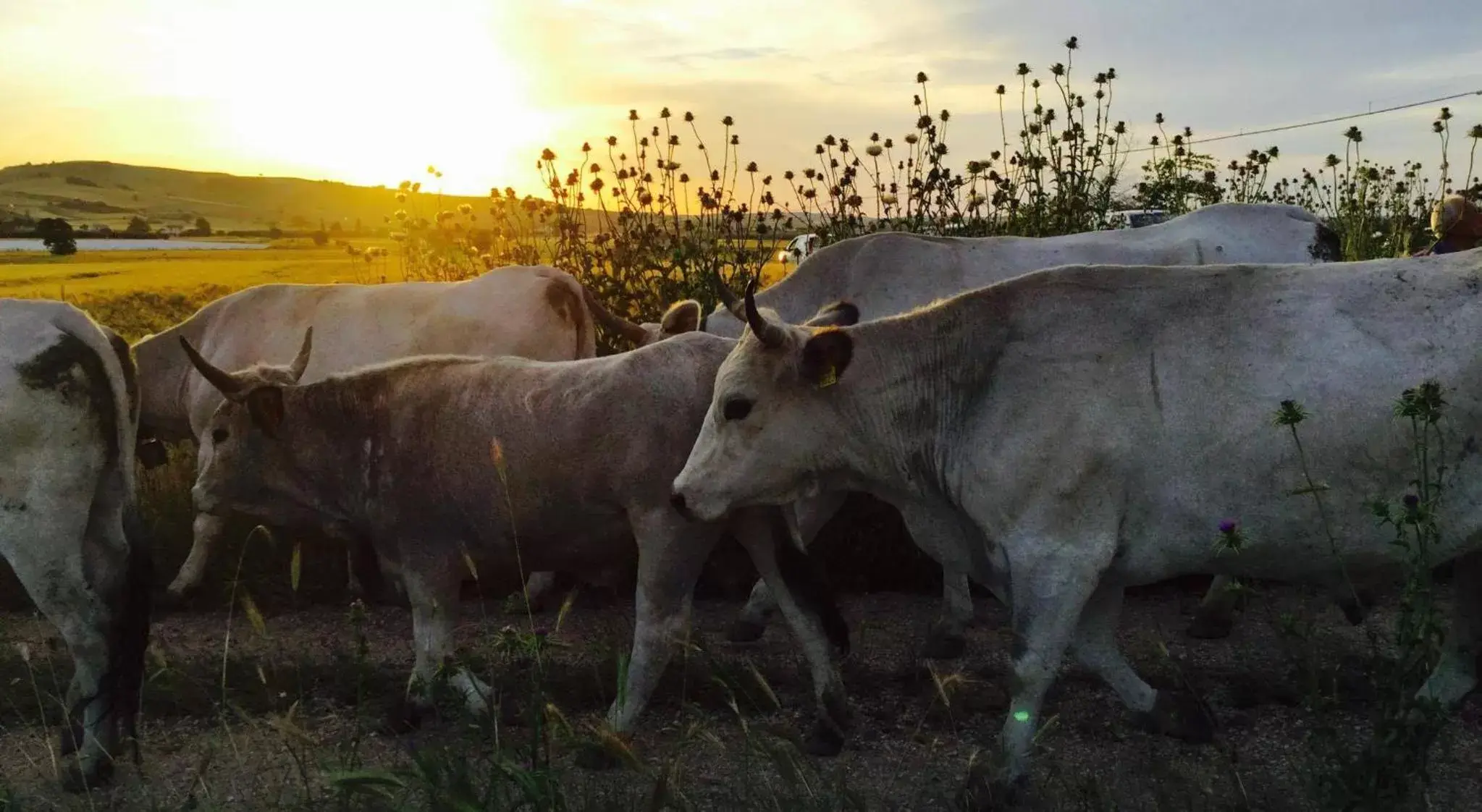 Entertainment, Other Animals in B&B Le Quercigliole