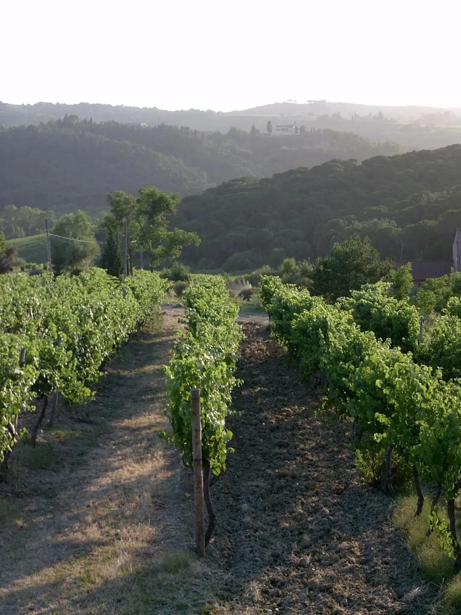 Natural Landscape in Residence Casprini da Omero