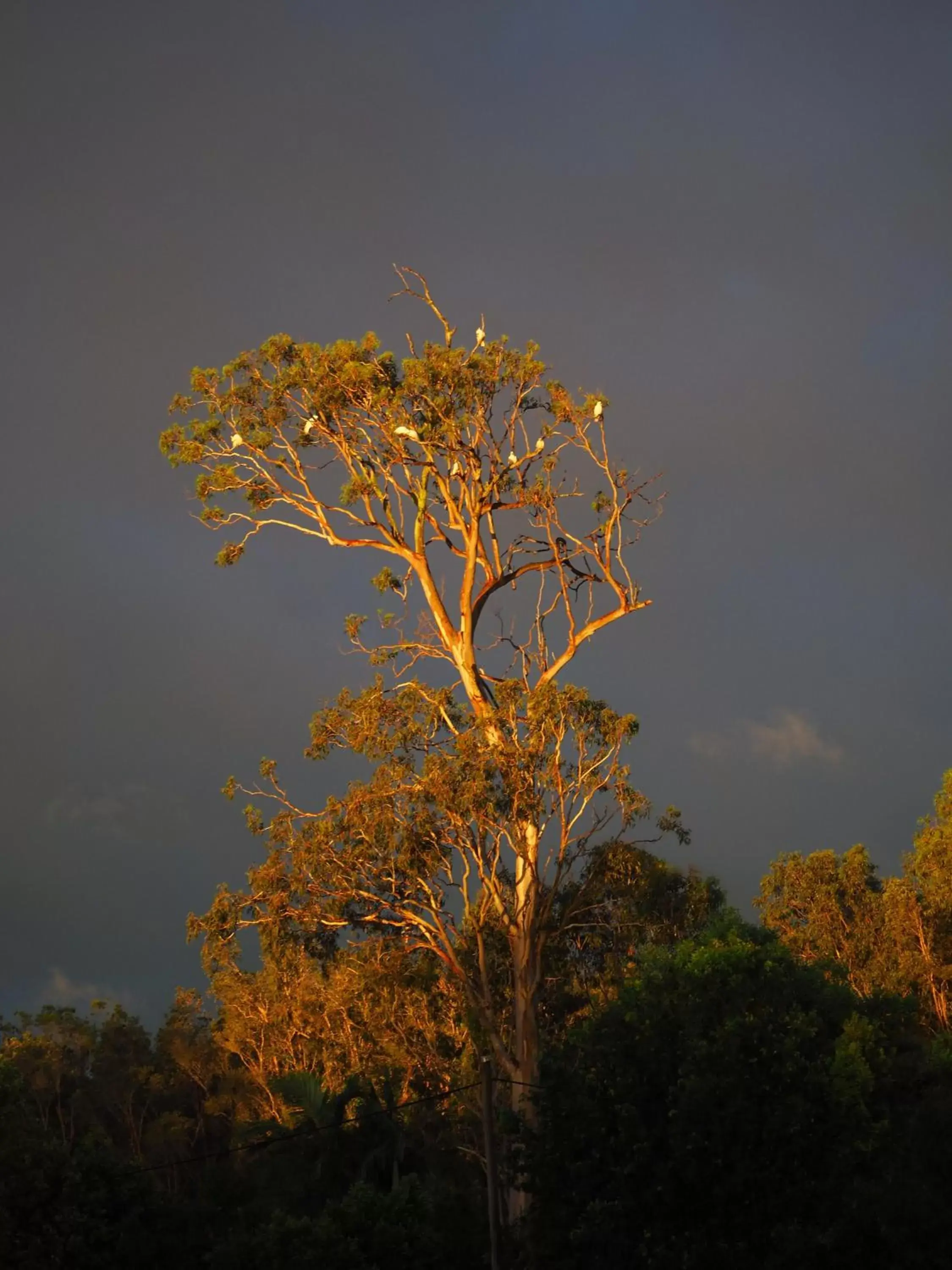 Natural landscape in Lake Weyba Cottages Noosa