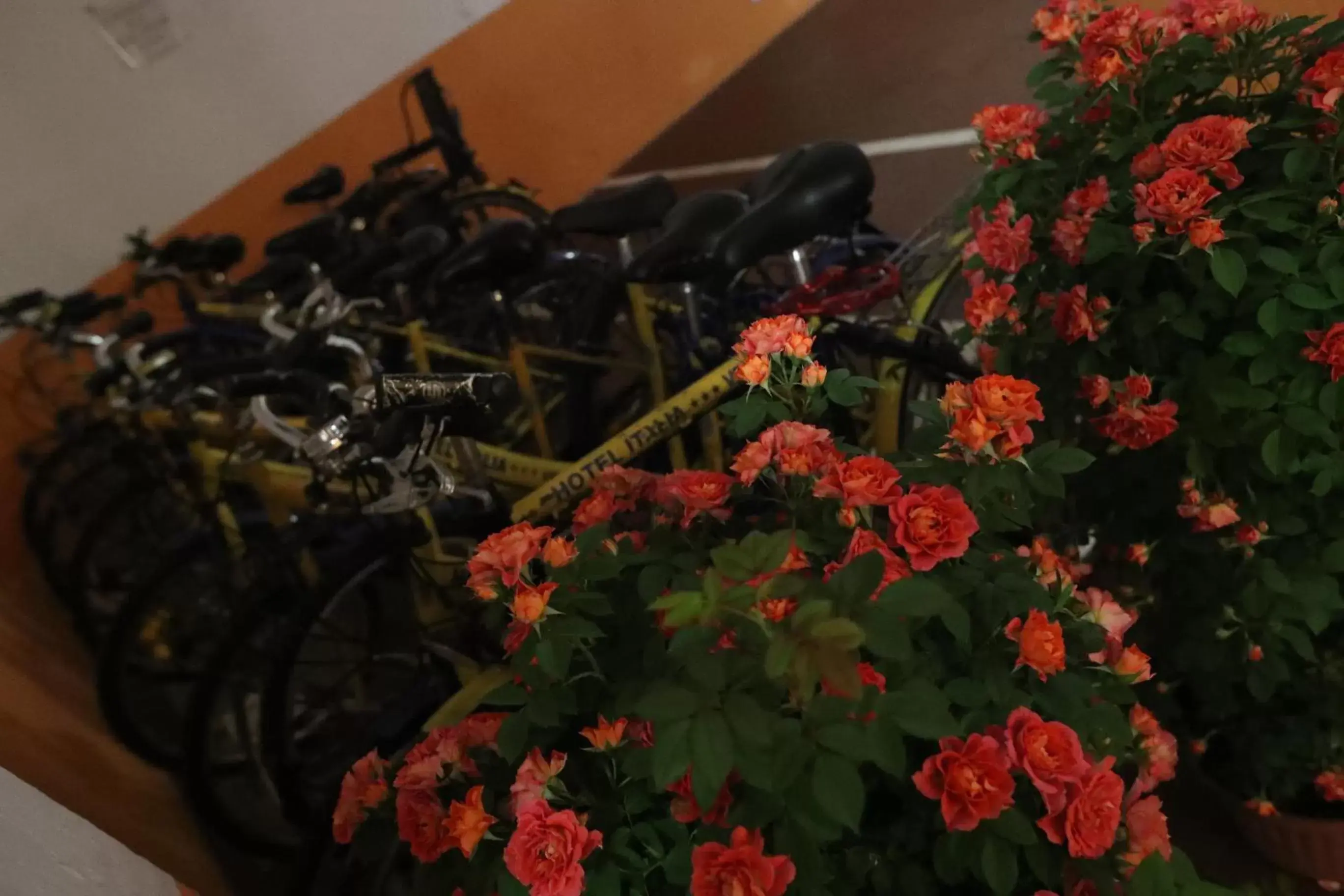 Cycling in Hotel Italia