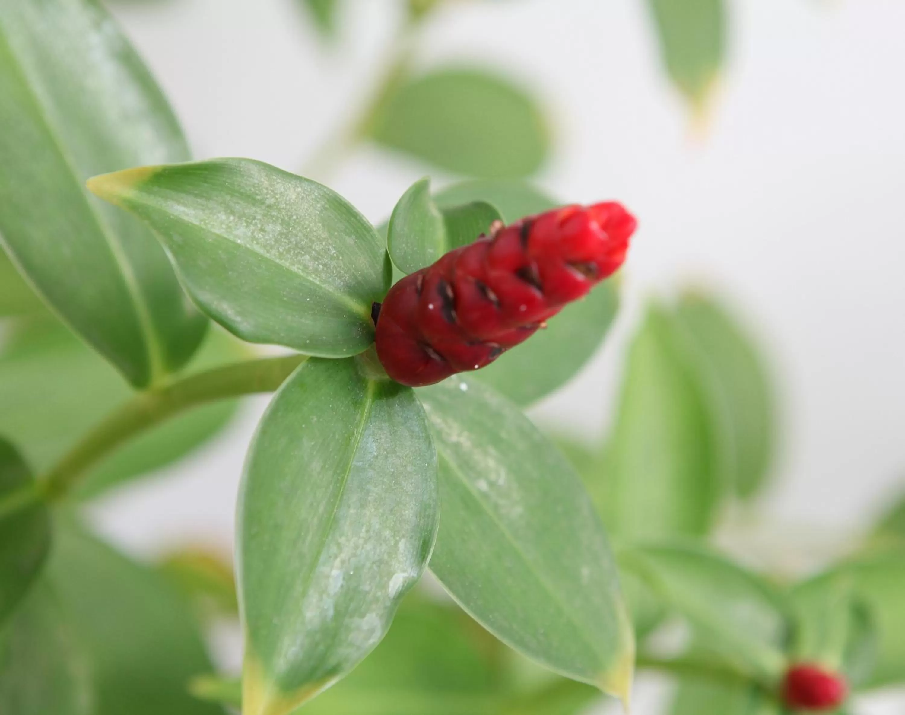 Other in Gingerflower Boutique Hotel