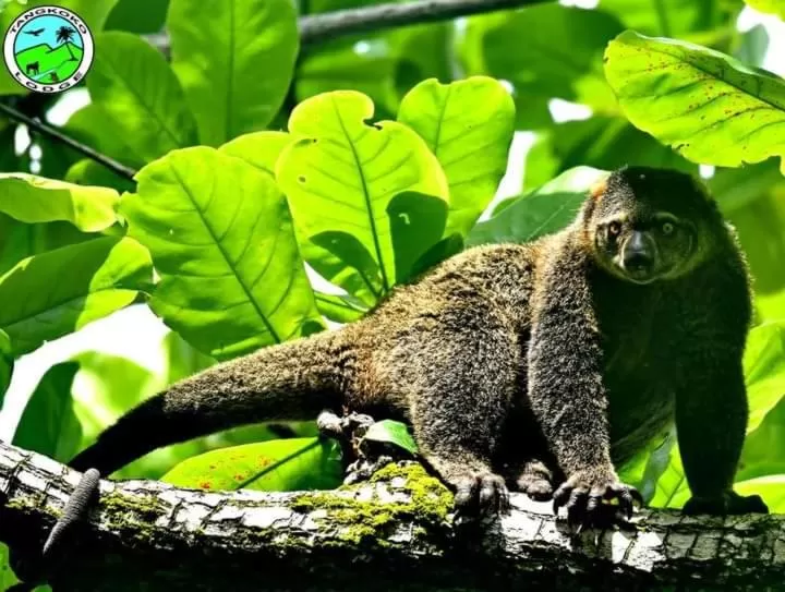 Off site in Tangkoko Lodge