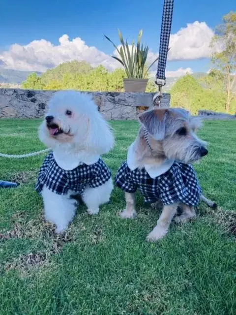 Pets in Hotel Rocaval San Cristóbal de las Casas