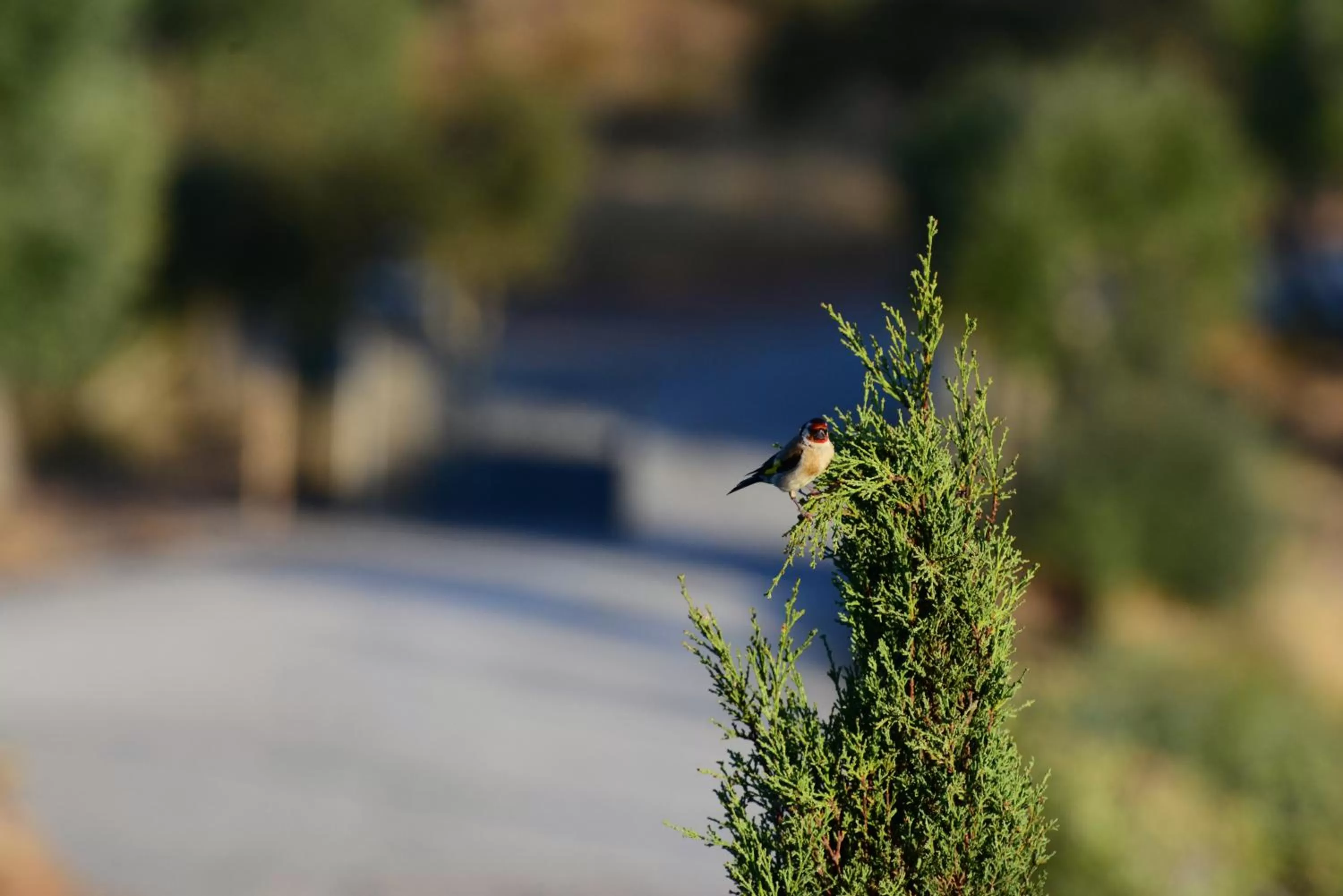Natural landscape in Vistas - Herdade do Zambujal