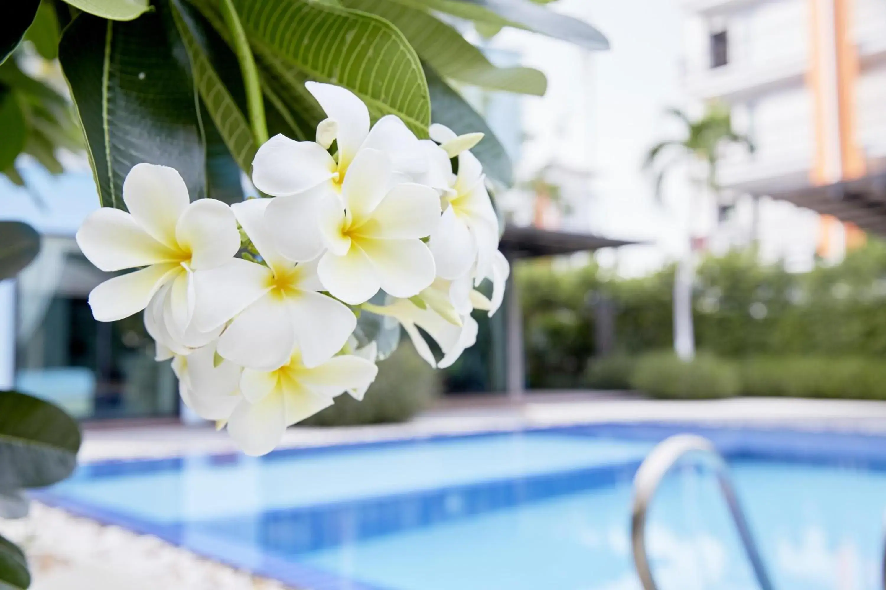 Swimming Pool in Villa Navin