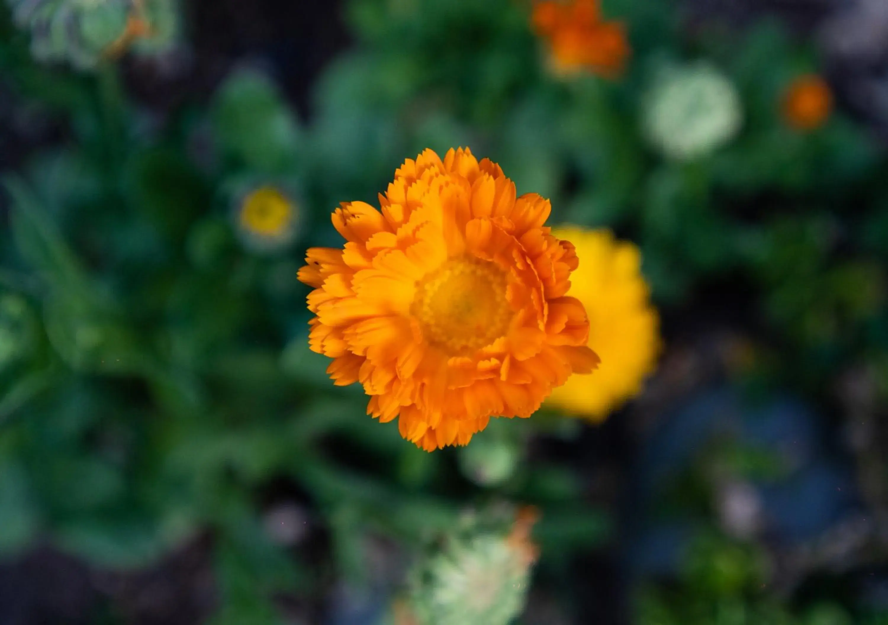 Marigold Sarovar Portico Shimla