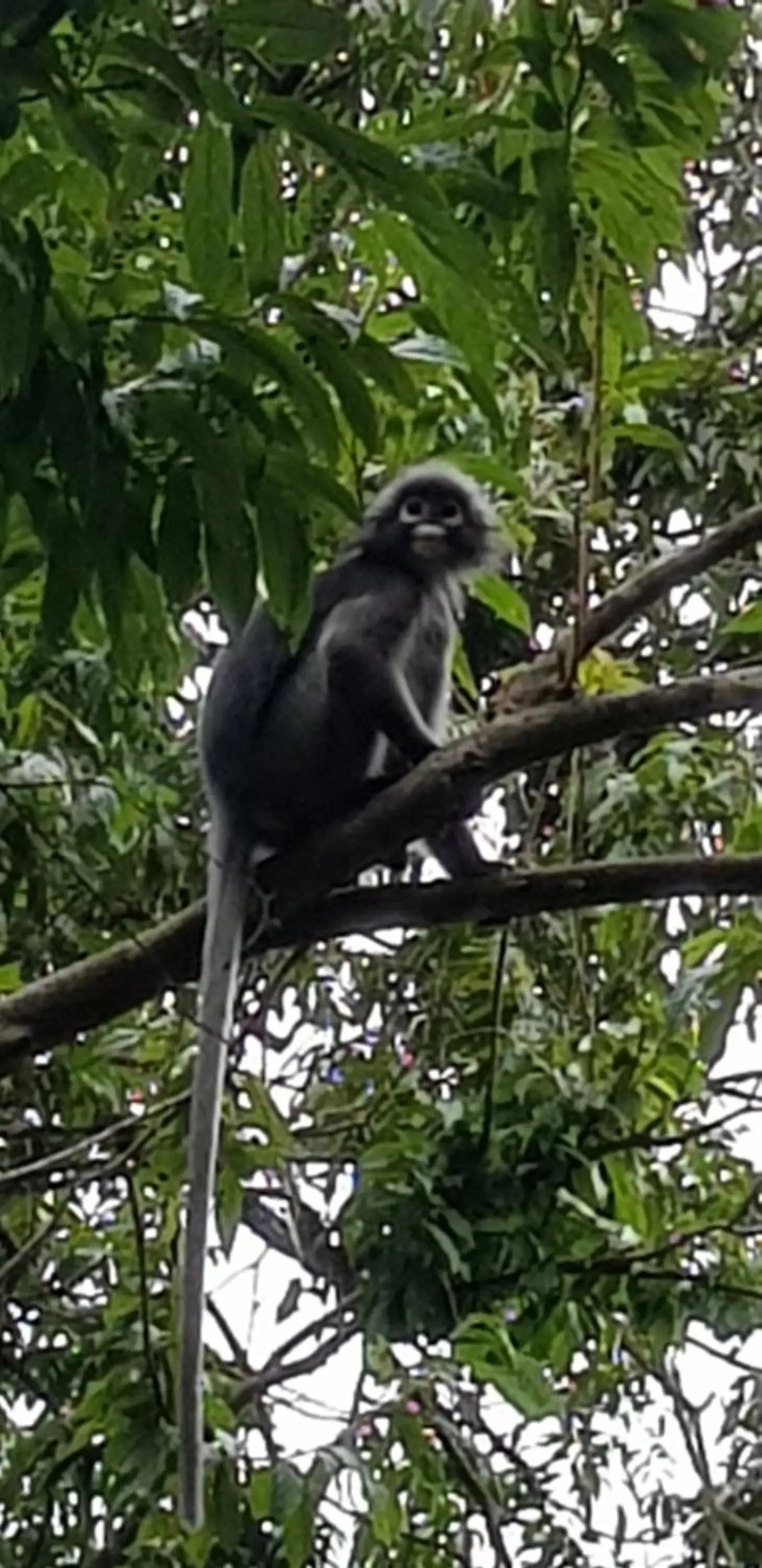 Other Animals in Khaosok Rainforest Resort