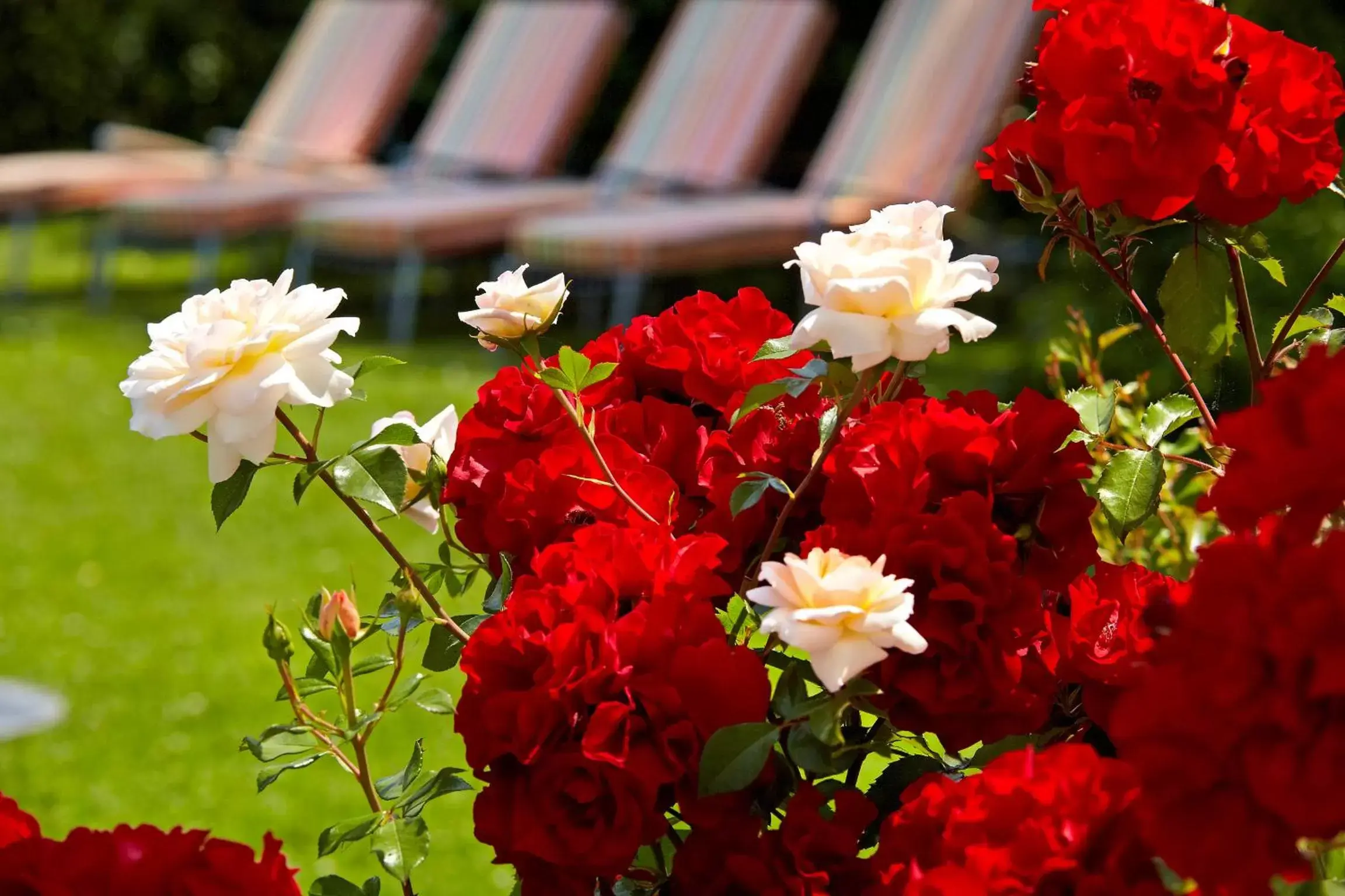 Spring in Hotel Hirschen in Freiburg-Lehen