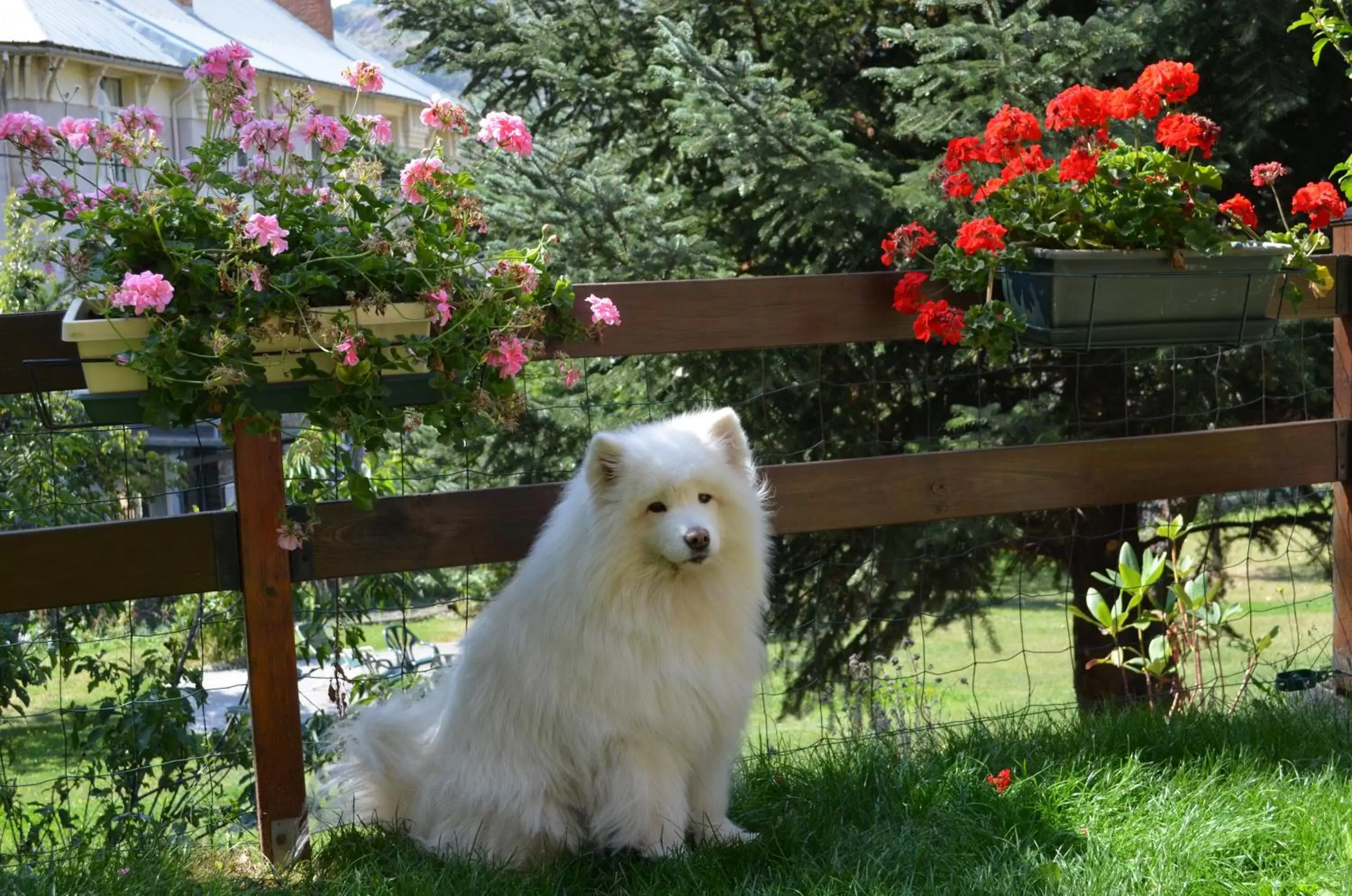 Pets in Hôtel Edelweiss