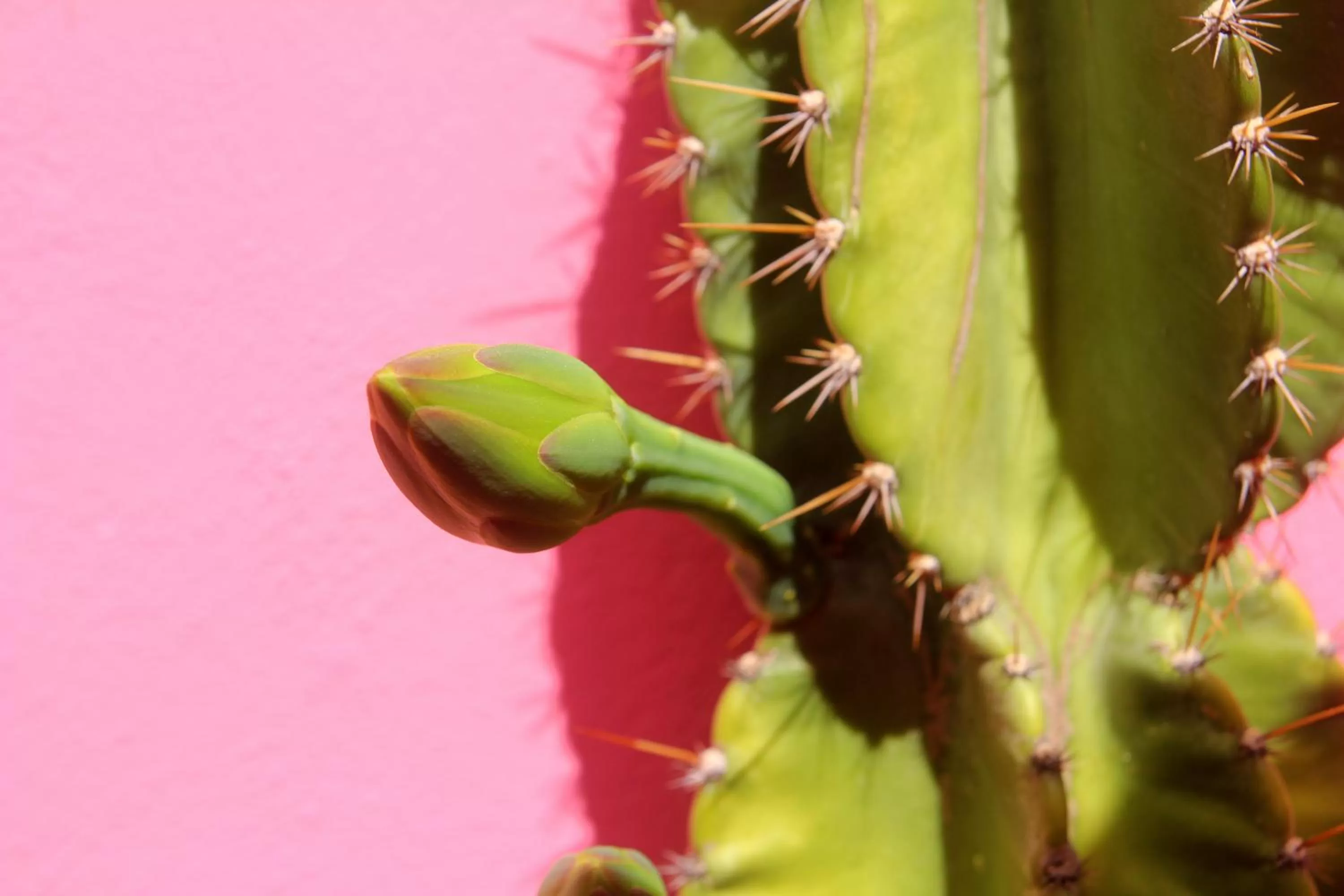 Other Animals in La Pantera Negra