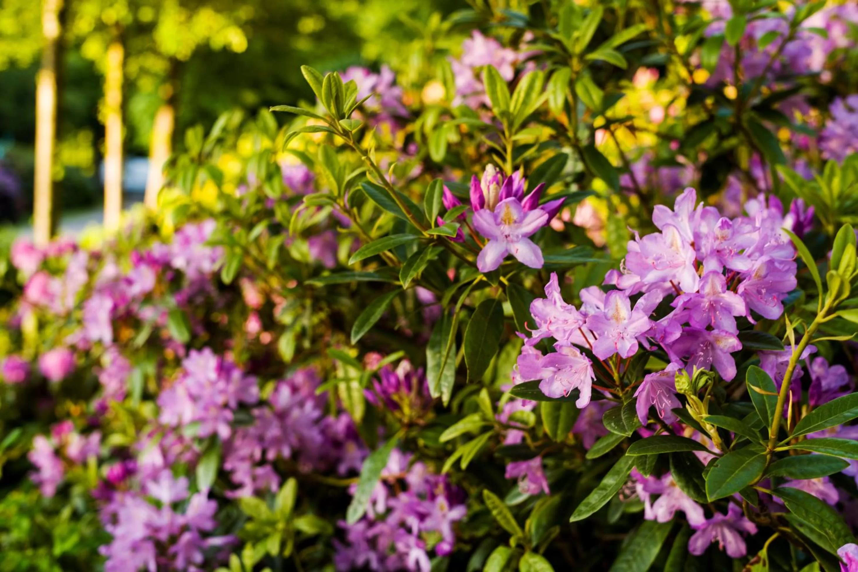 Natural landscape in Parkhotel Bremen – ein Mitglied der Hommage Luxury Hotels Collection