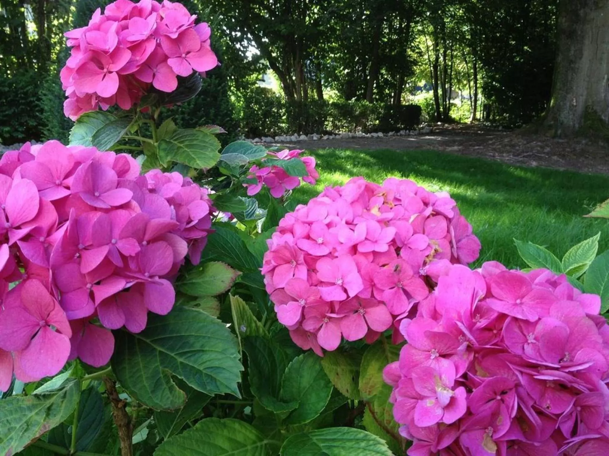 Garden in Villa Adélaïde
