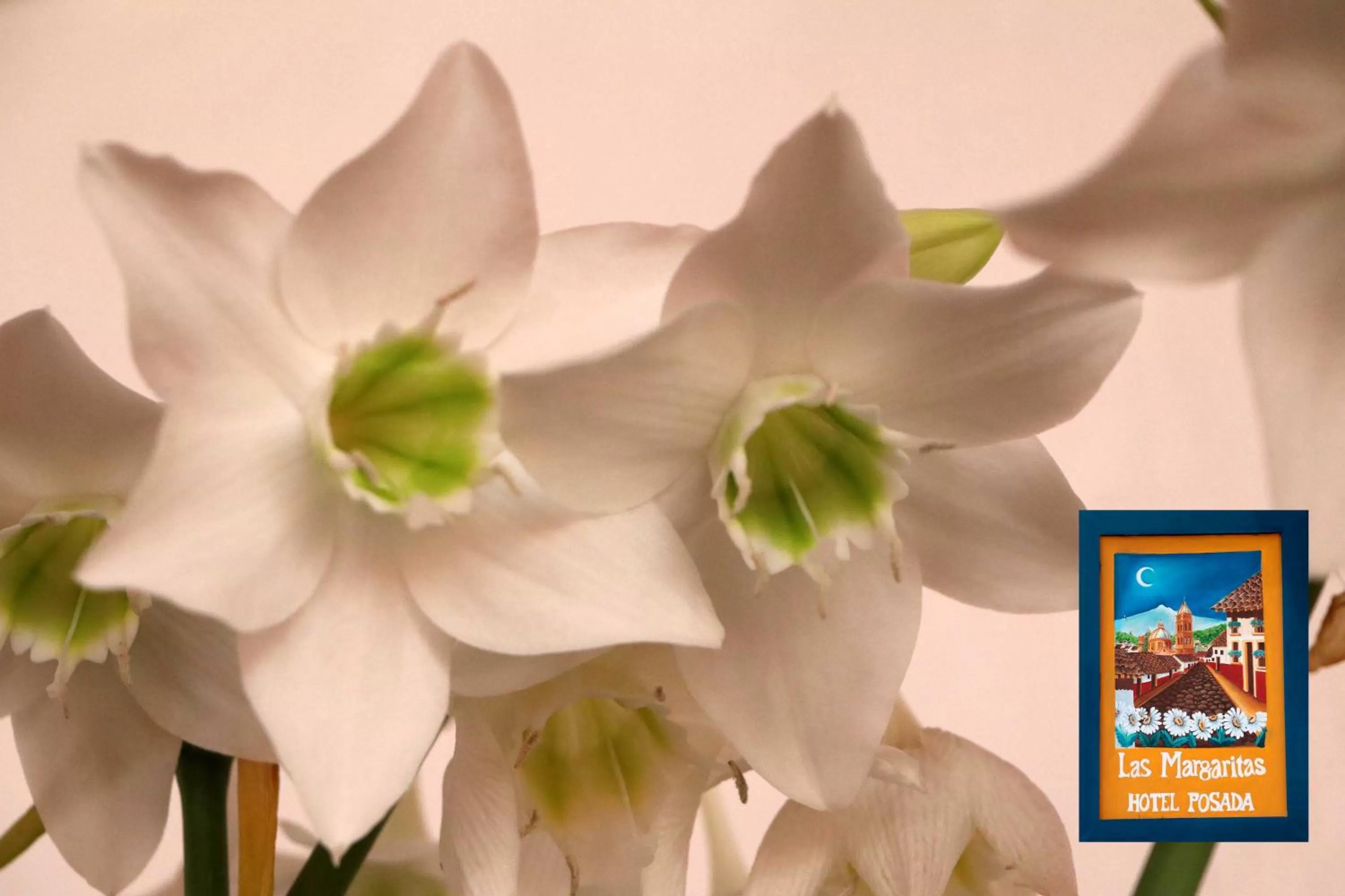 Property building in Las Margaritas Hotel Posada