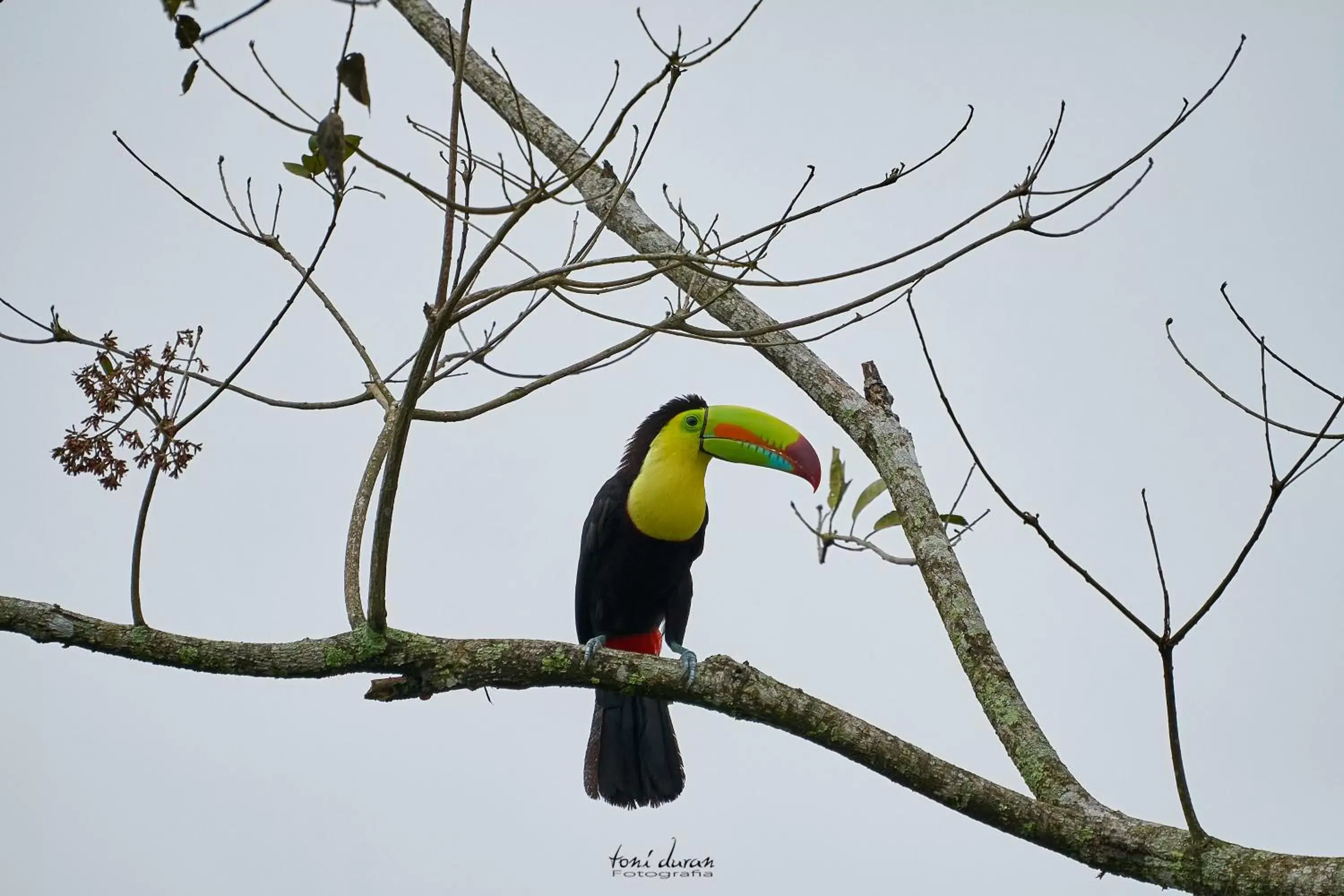 Other Animals in Birds & Breakfast Costa Rica