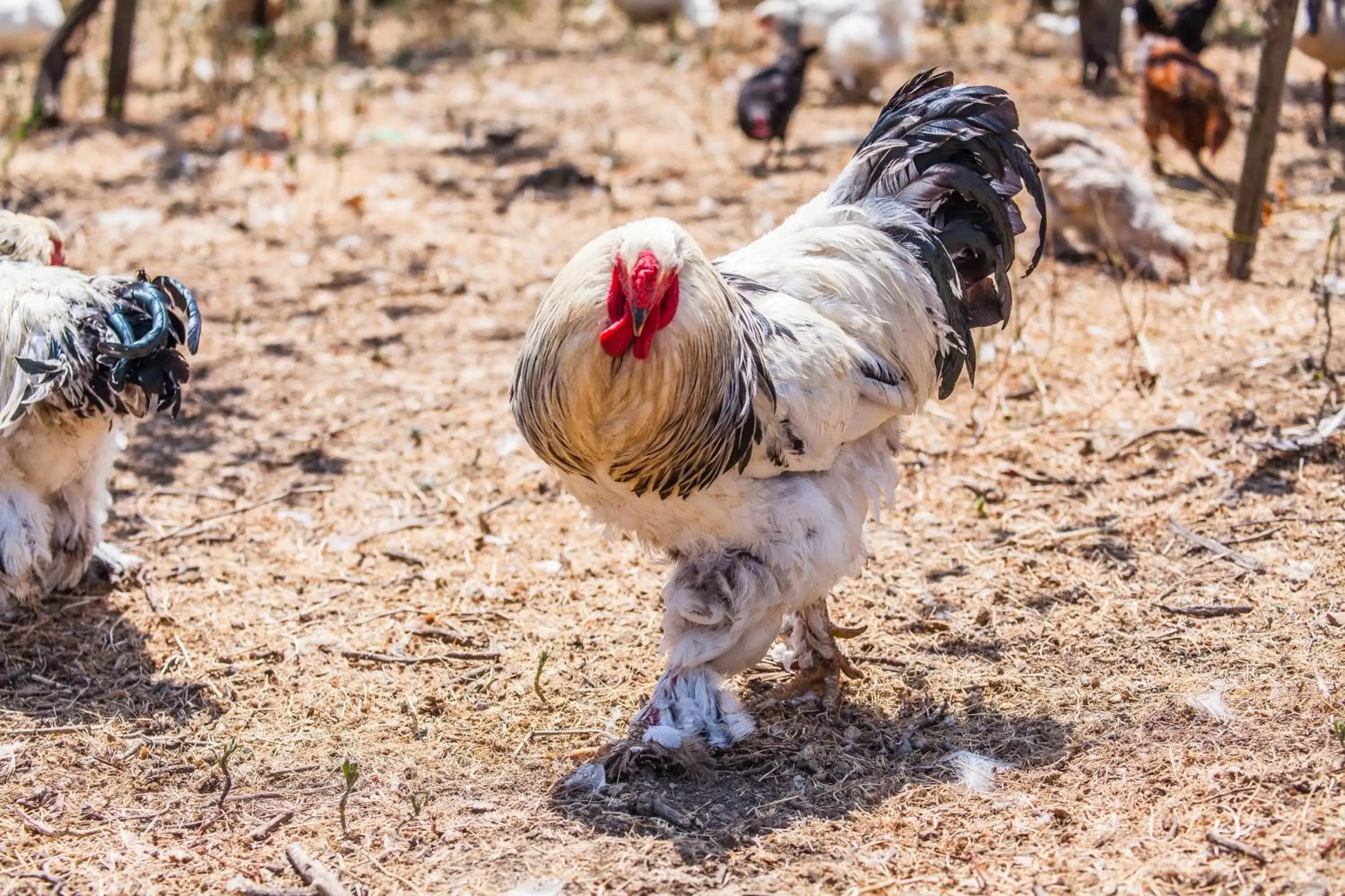 Animals, Other Animals in Il Gallo Con Gli Stivali