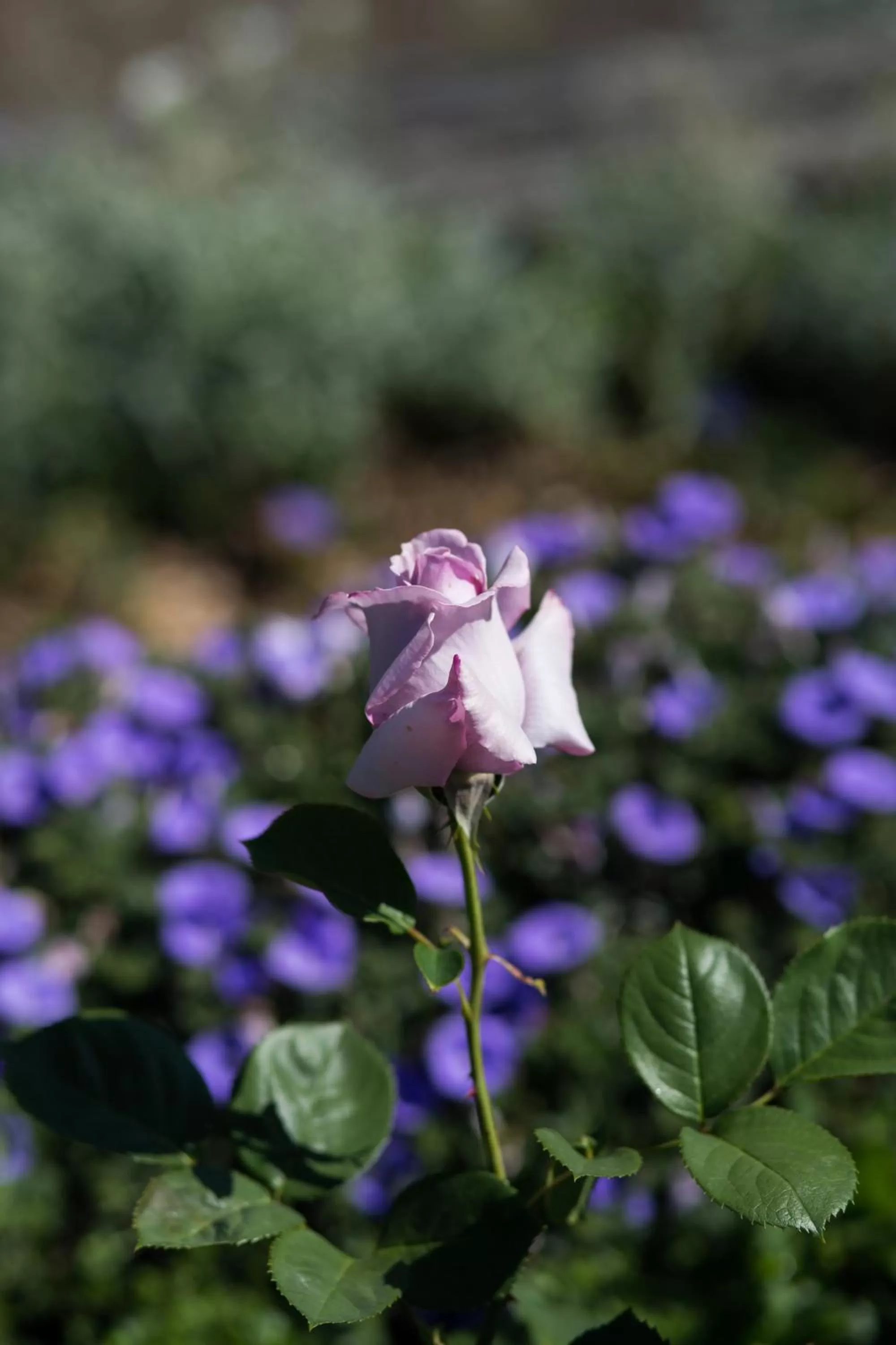 Garden in Willows Motel