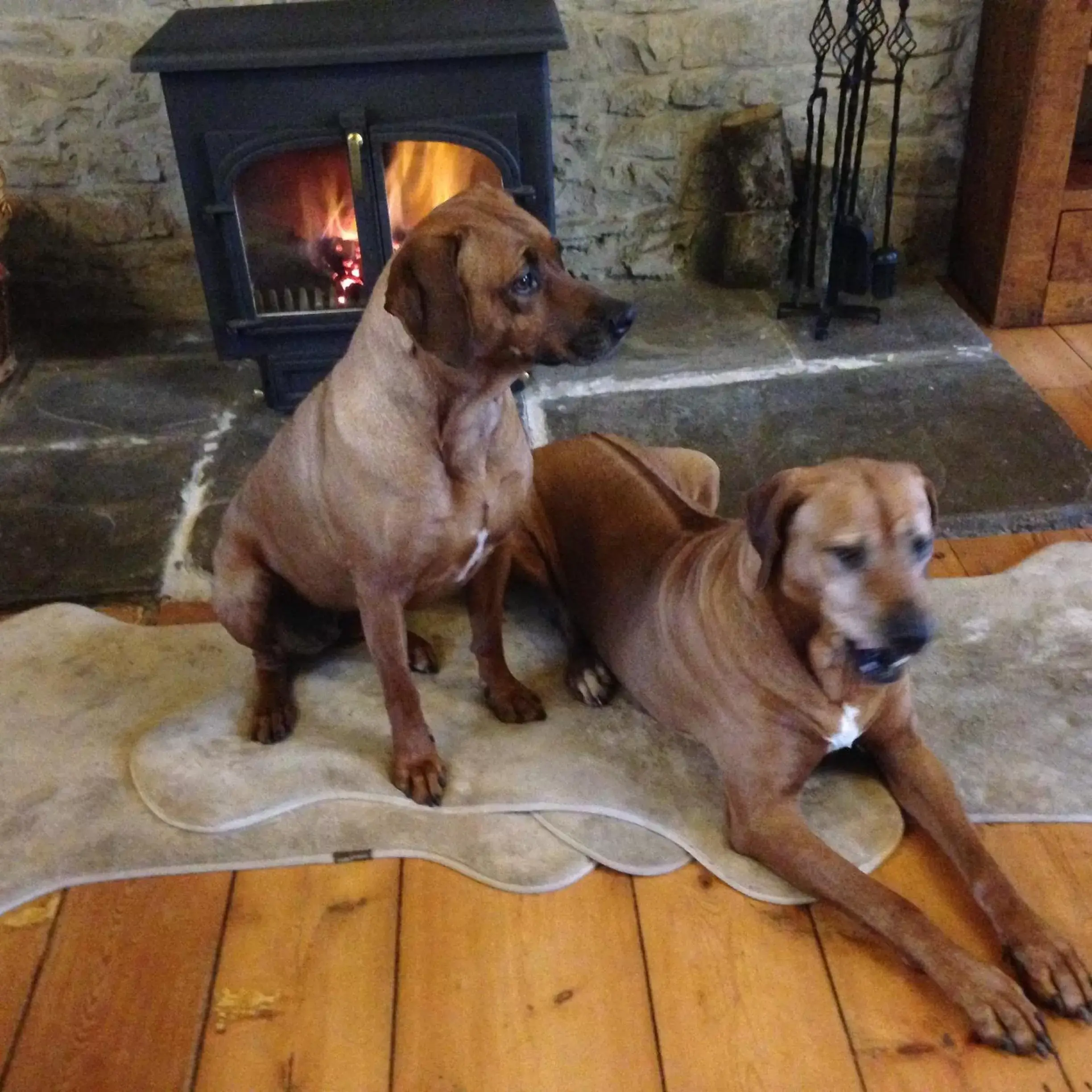 Living room, Pets in Beudy Bach