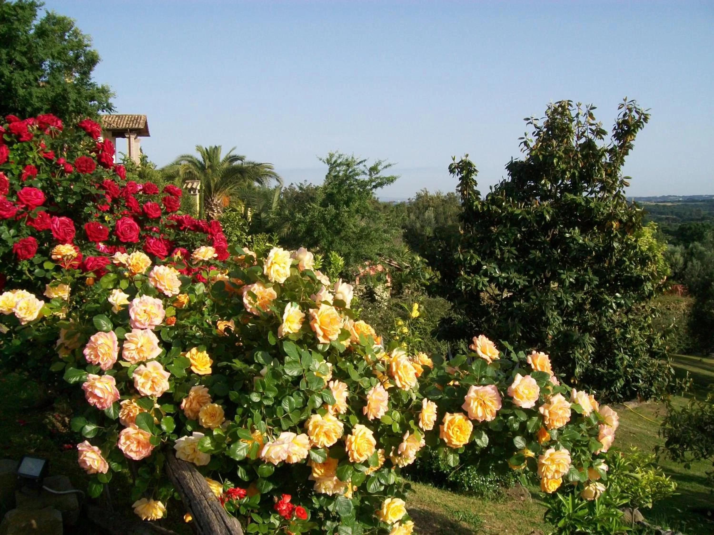 Garden in Antica Pietrara B&B