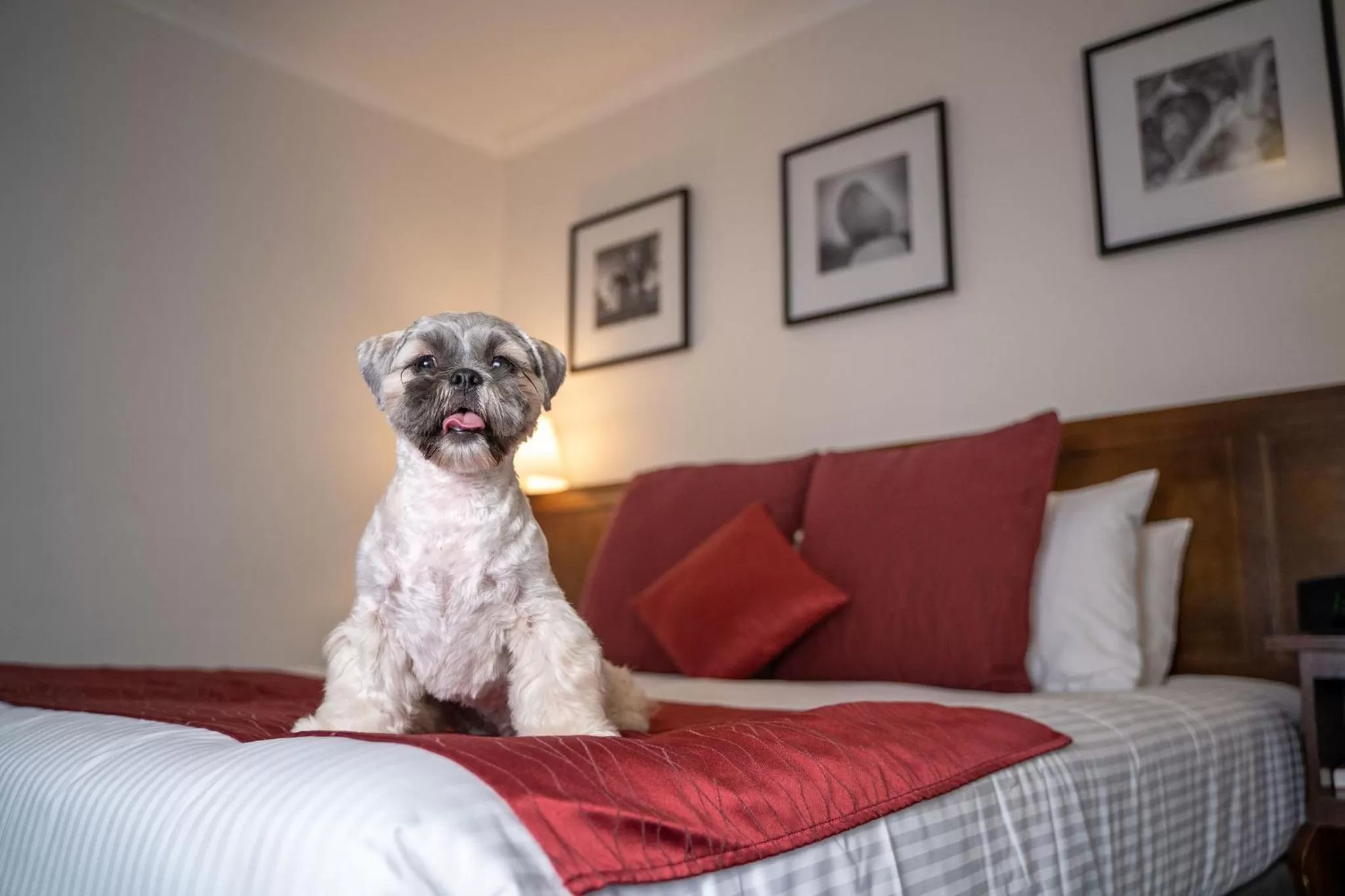 Pets in Mercure Canberra