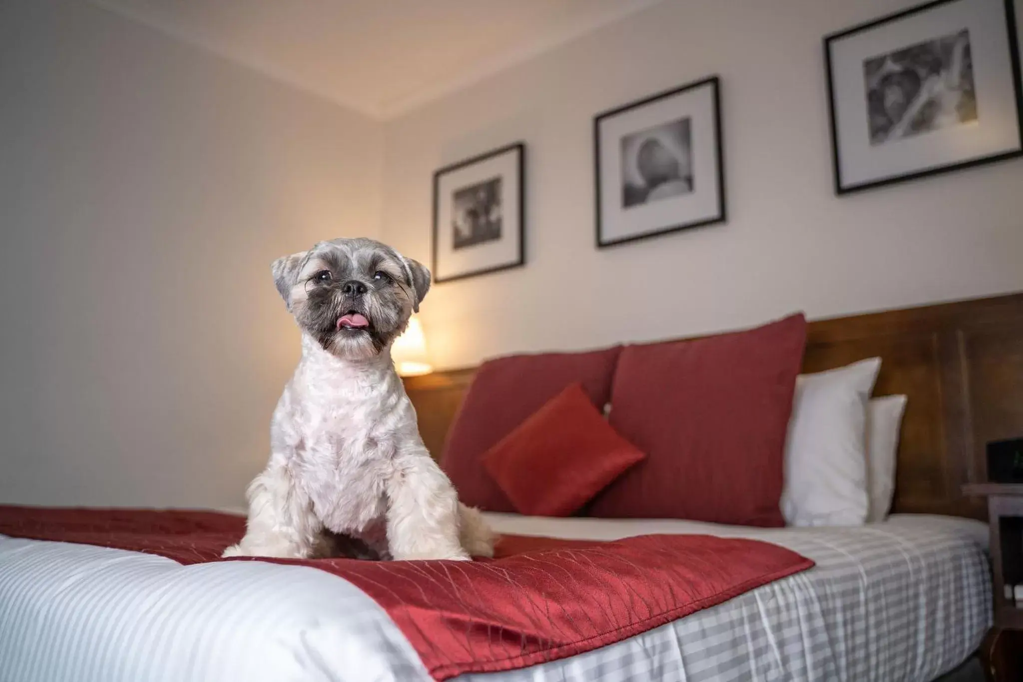 Pets in Mercure Canberra