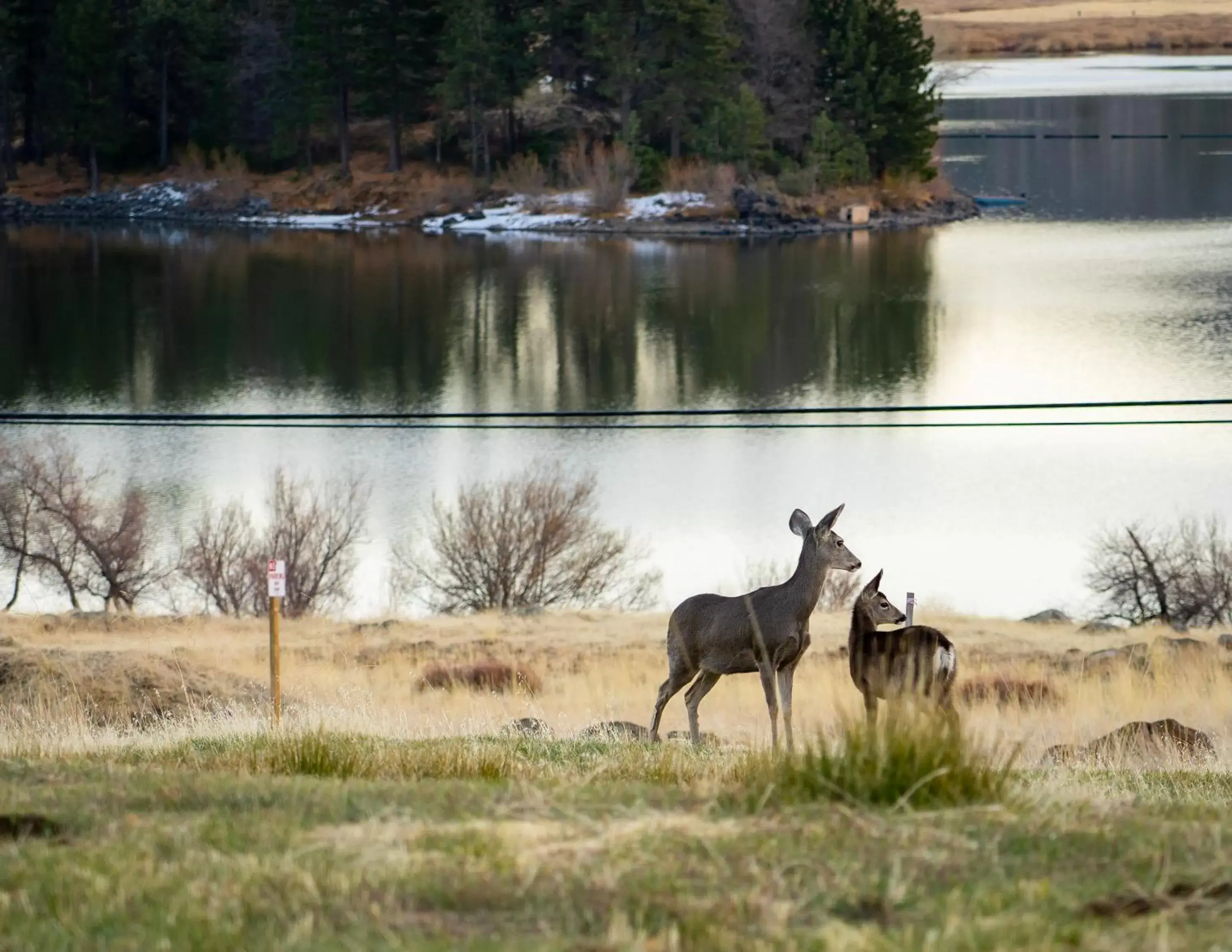 Animals, Horseback Riding in Quiet Mind Mountain Lodge, Retreat & Spa