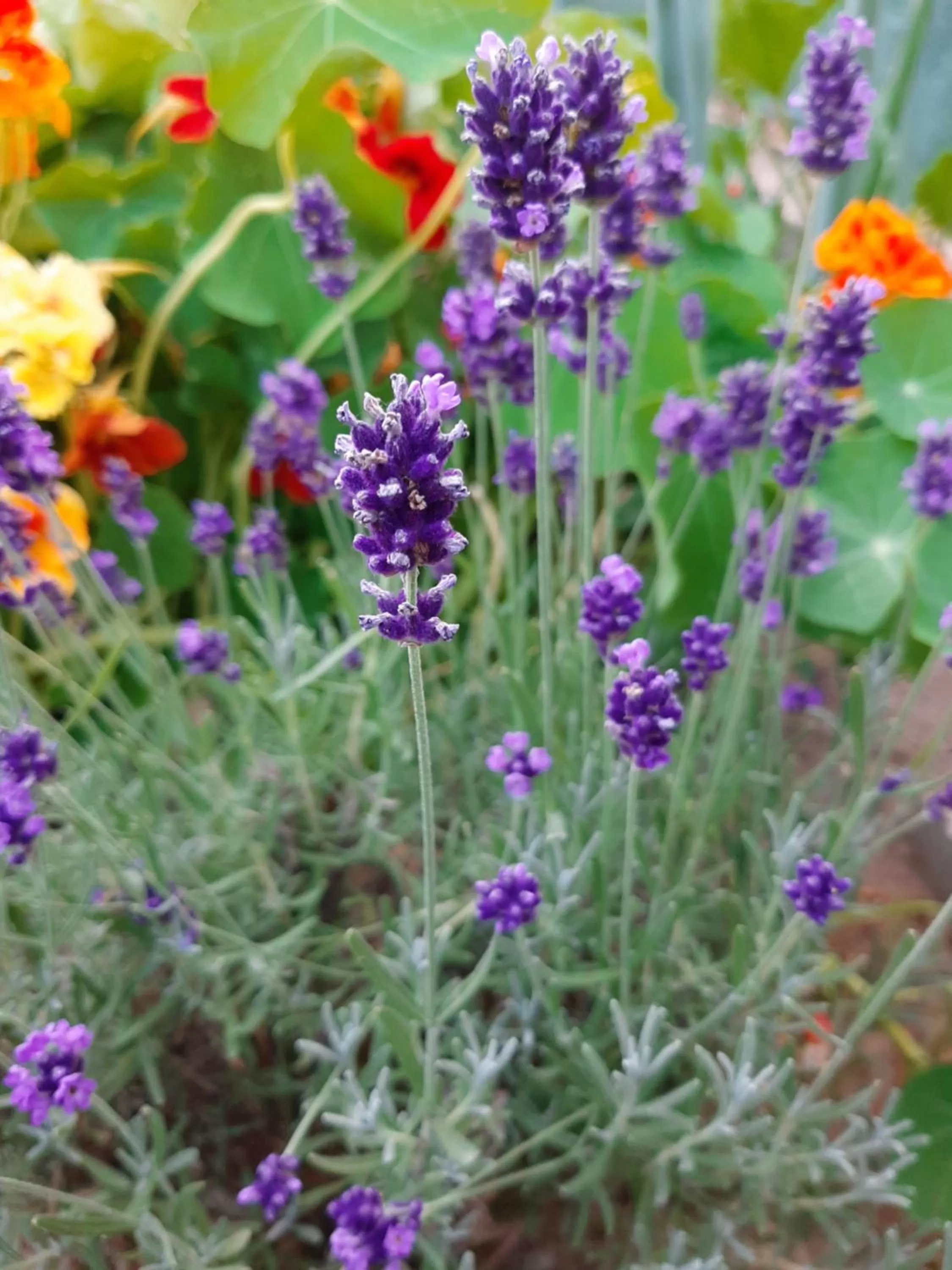 Garden in garni Hotel S.O.G.* * *