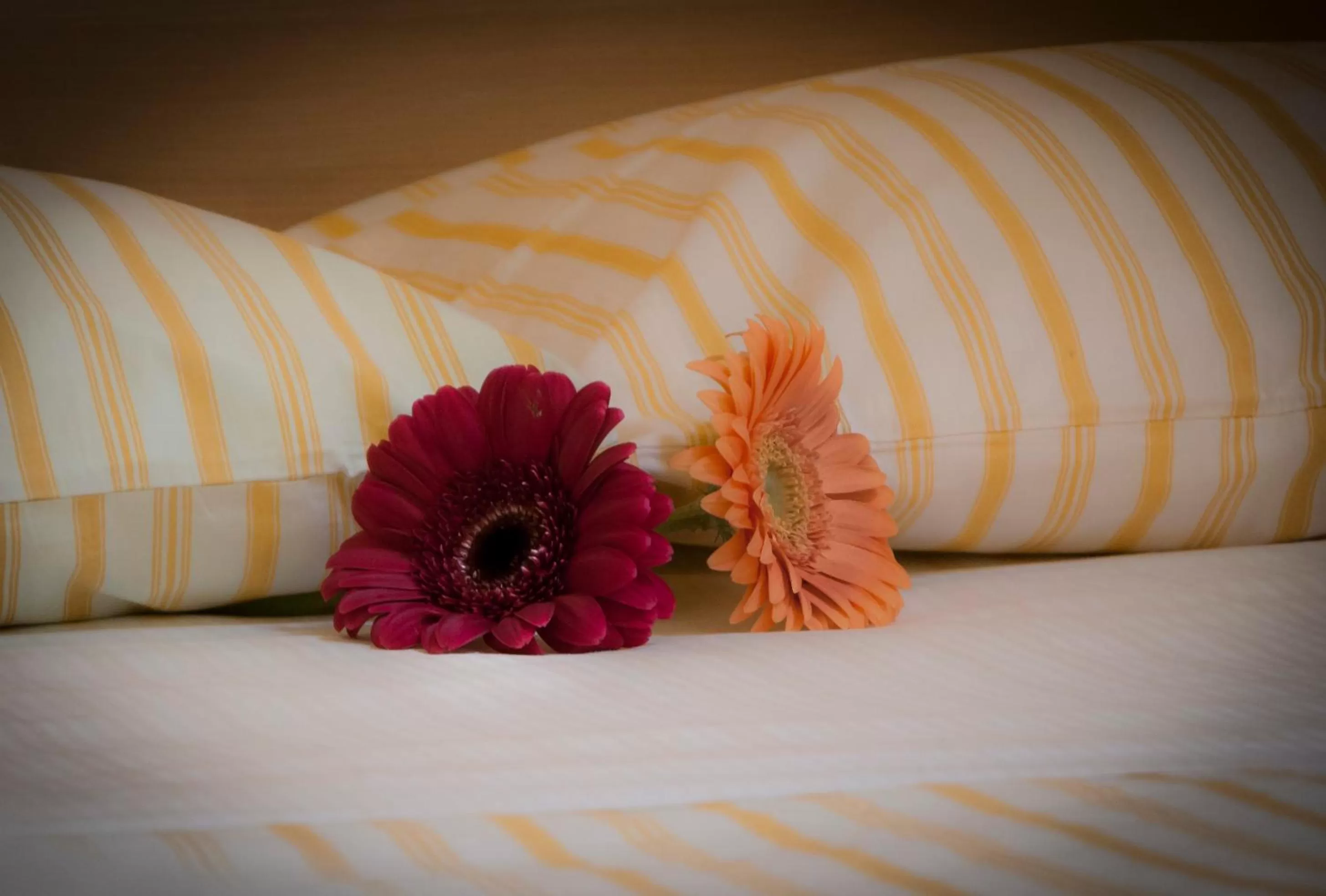 Other, Bed in On The Rainbow B&B