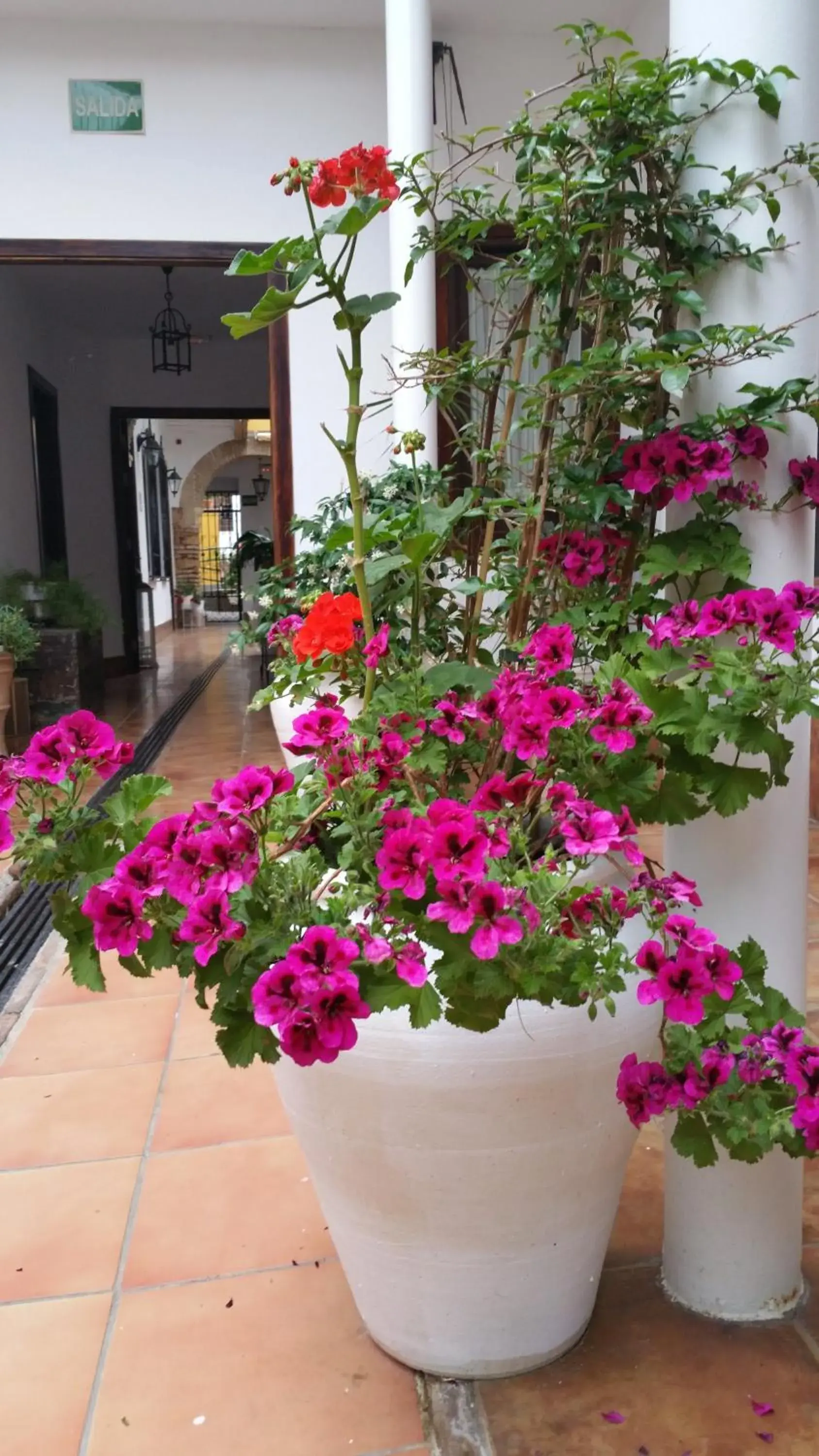 Spring in Casa de los Naranjos