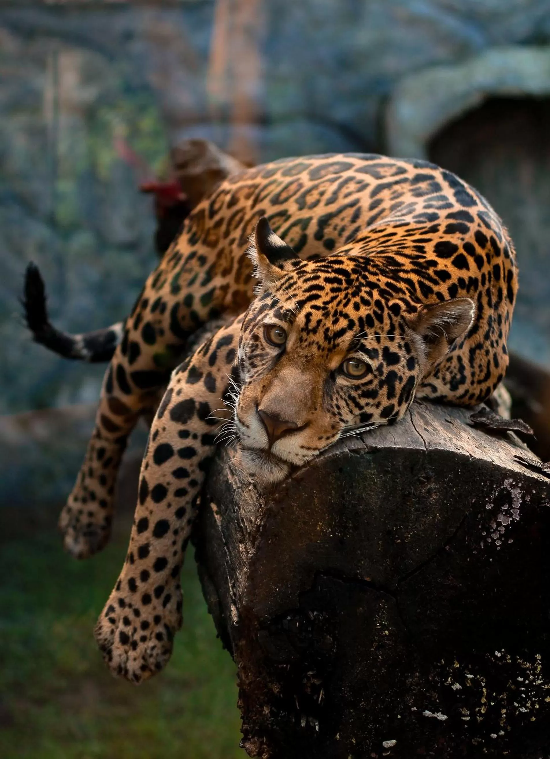 Animals in Pousada Sol e Mar