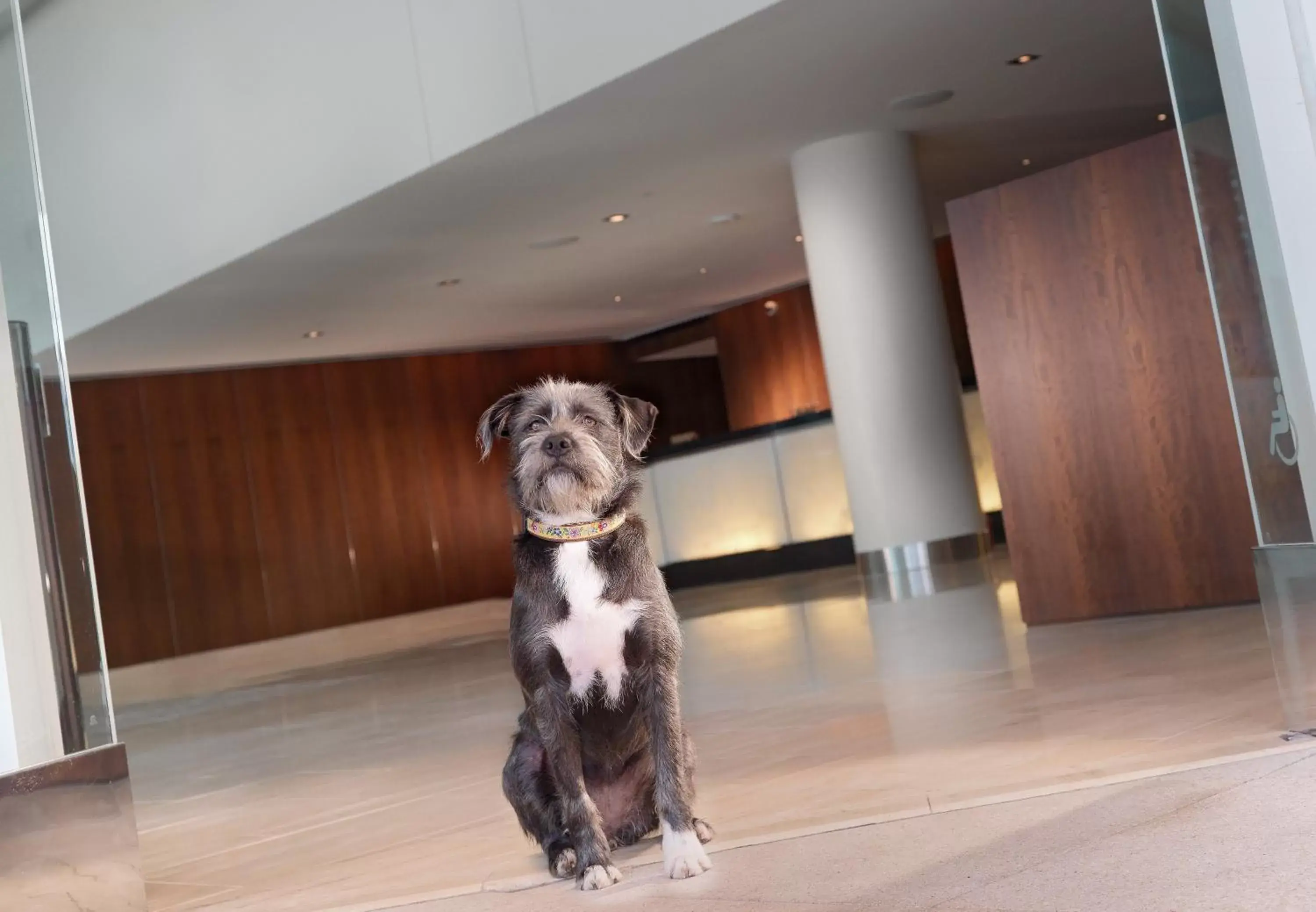 Lobby or reception, Pets in InterContinental San Francisco, an IHG Hotel