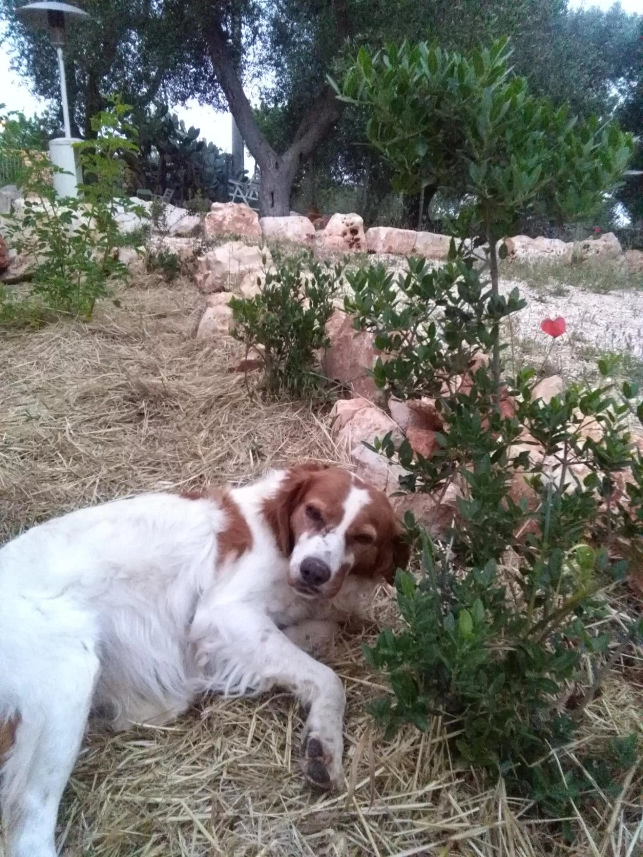 Garden, Pets in B&B Giovannarolla Green House