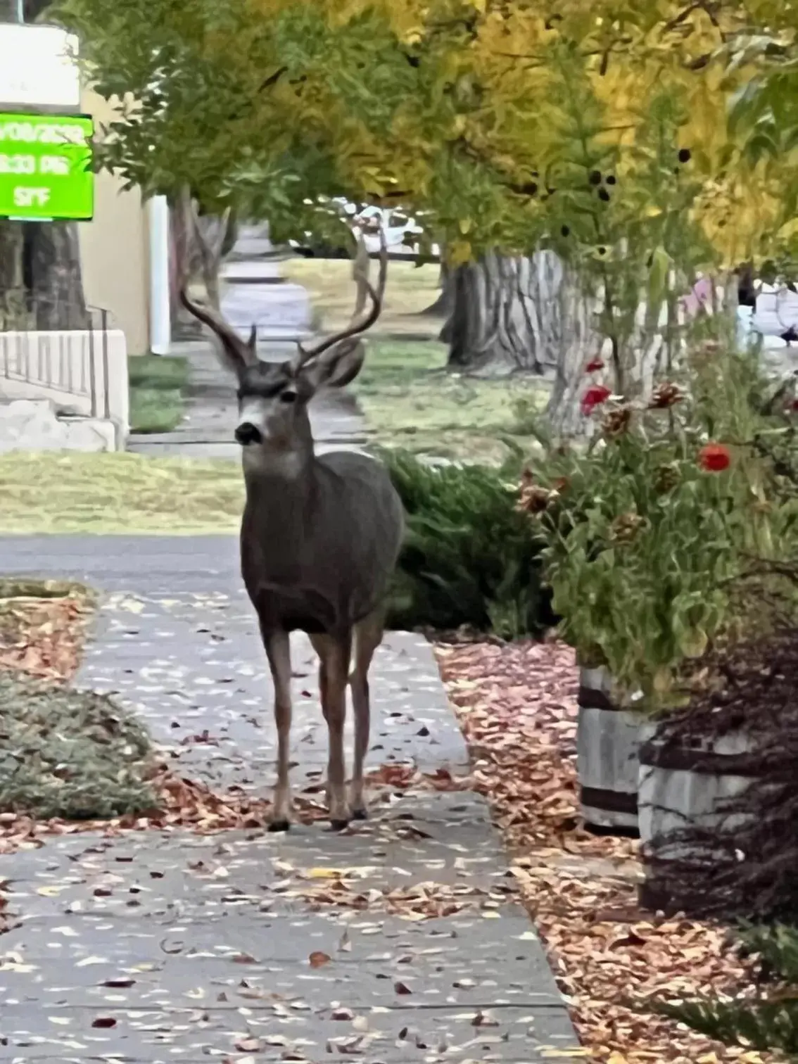 Garden, Other Animals in Bed and Breakfast Hearts Desire