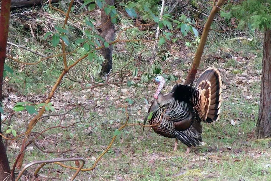 Other Animals in Maple Leaf Motel