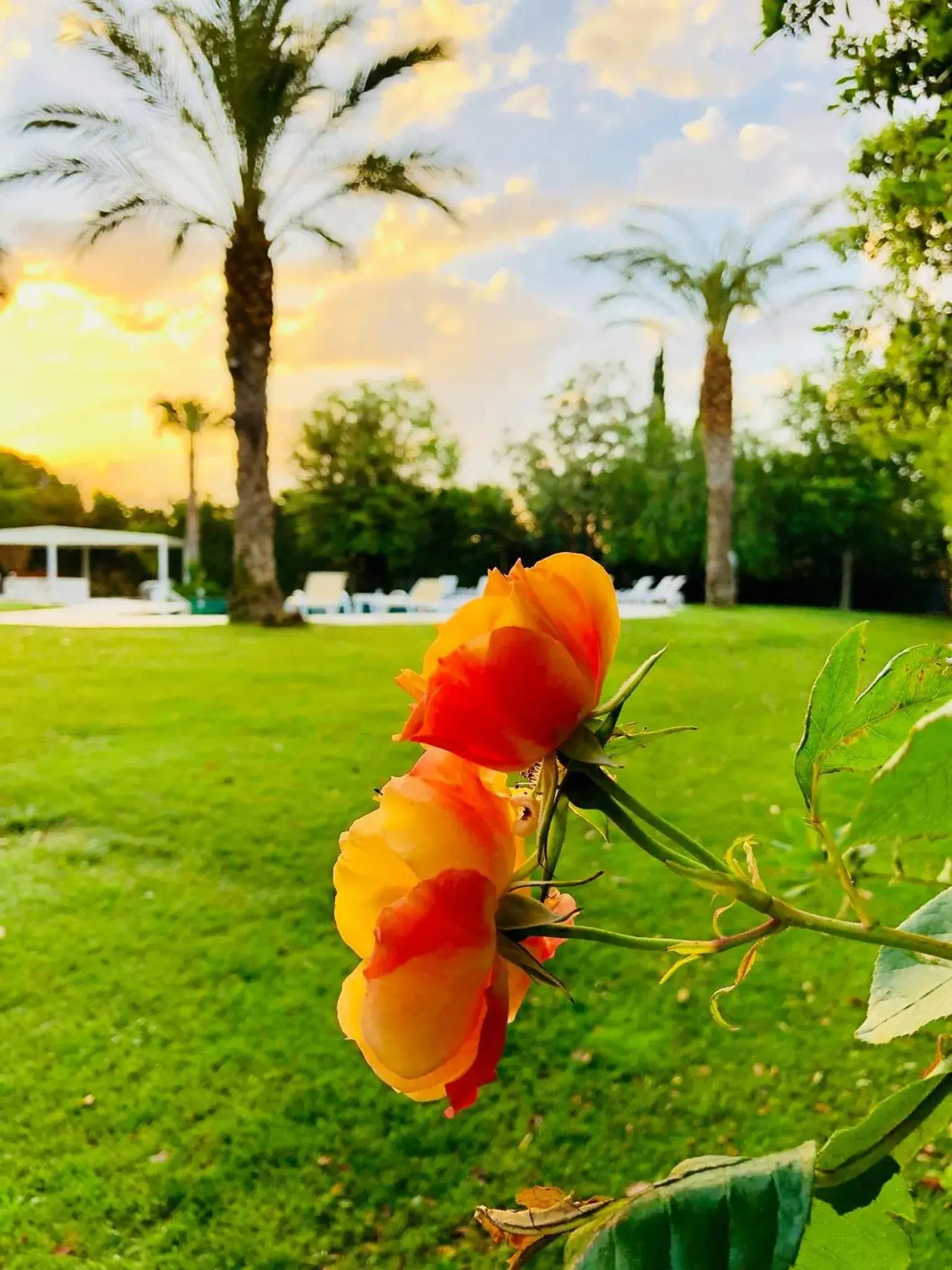 Garden view in Modica Palace Hotel