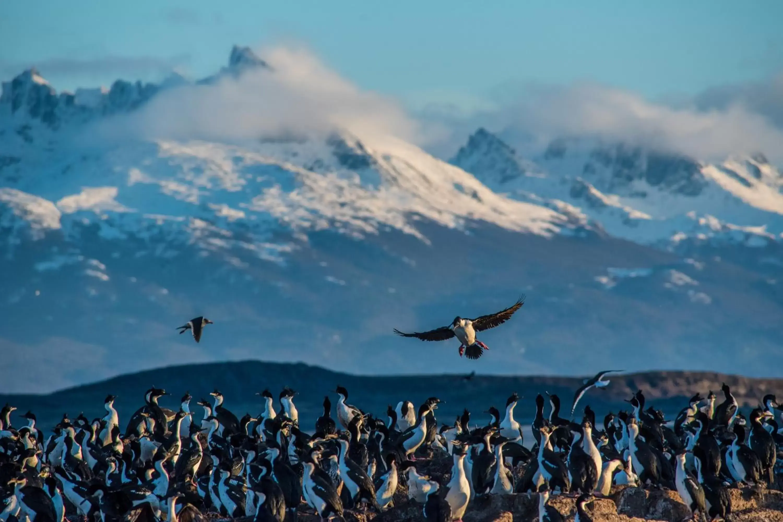 Activities, Other Animals in Las Hayas Ushuaia Resort