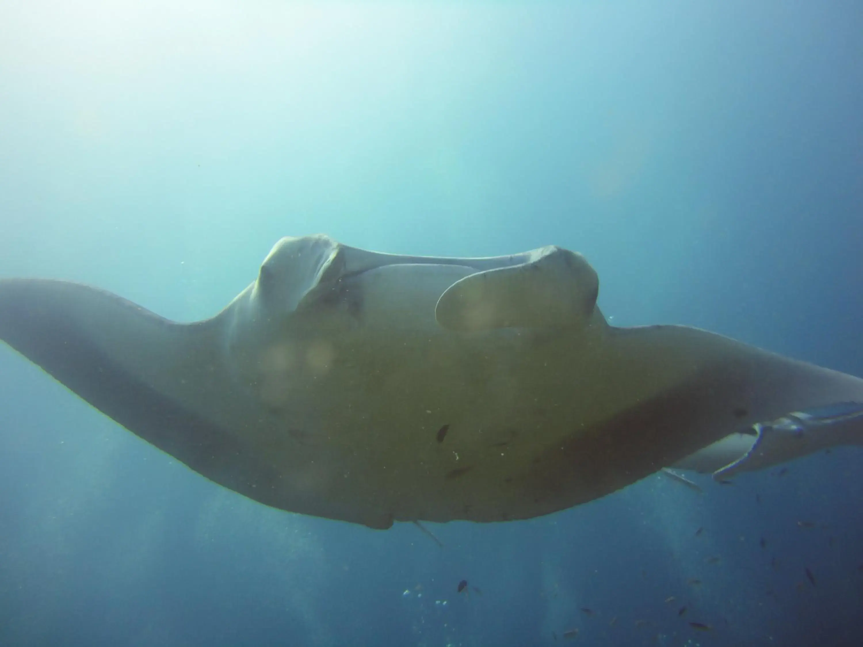 Diving, Other Animals in Red Sea Dive Center