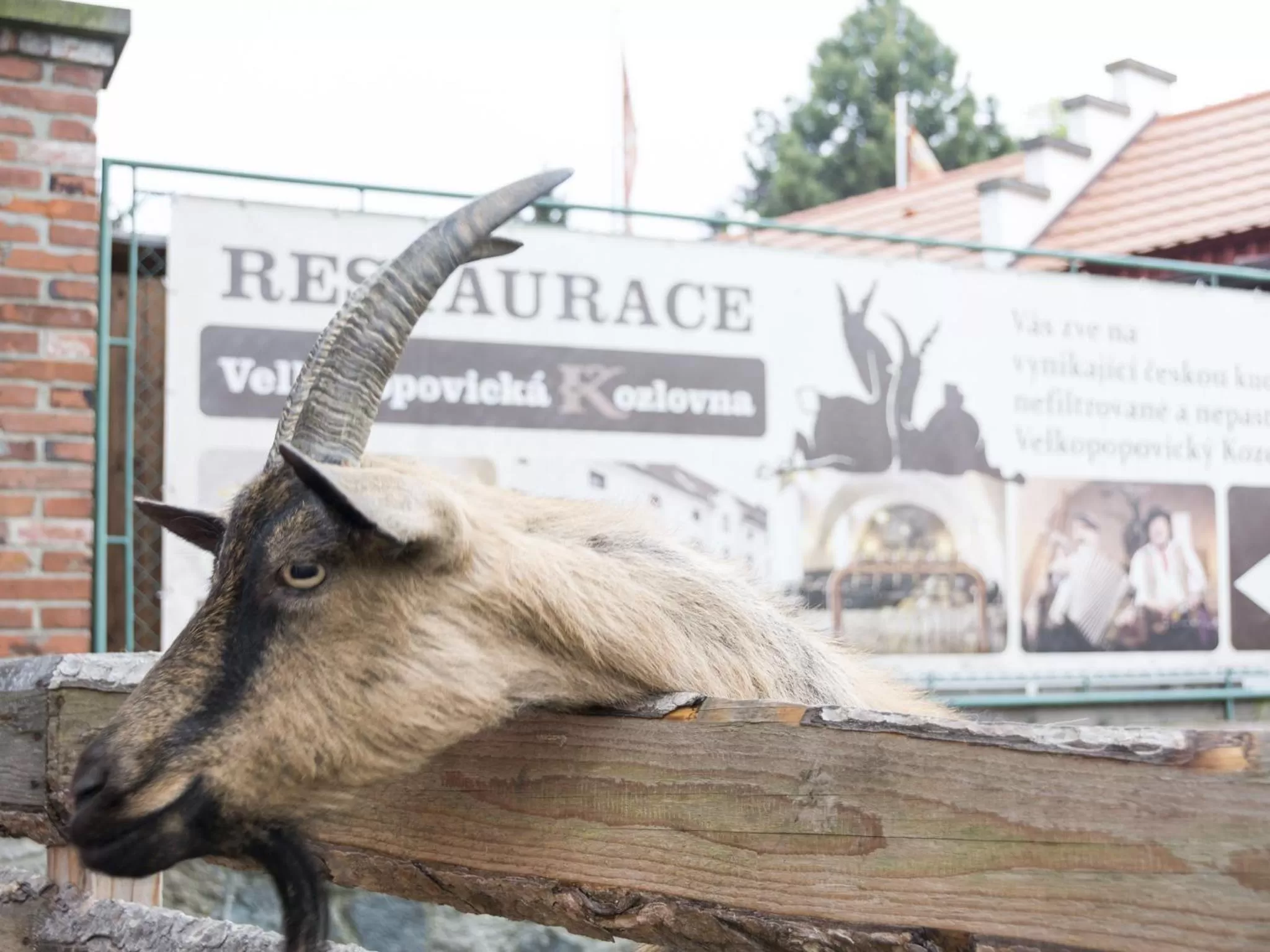 Animals in Hotel u Ledu