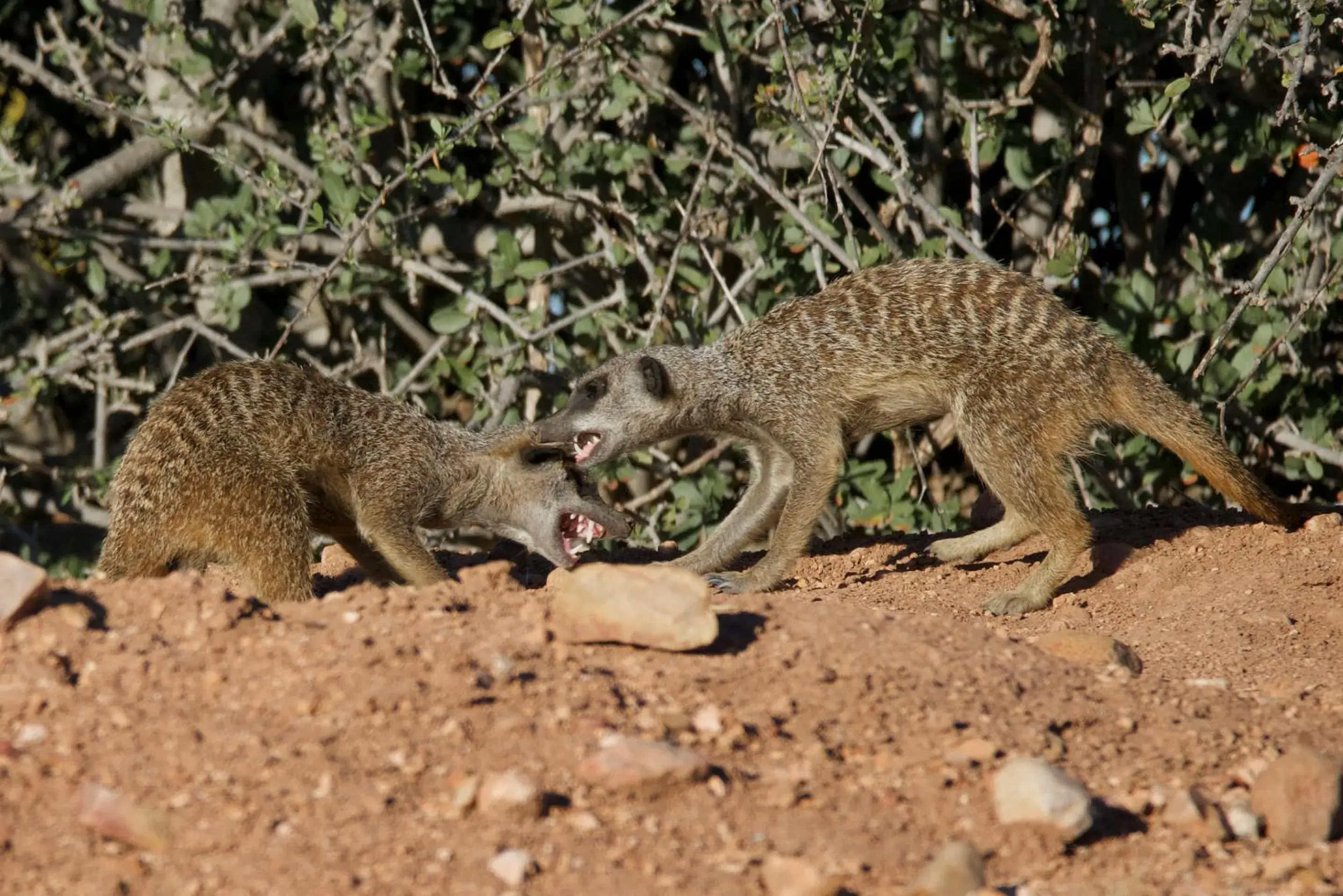 Activities, Other Animals in Buffelsdrift Game Lodge