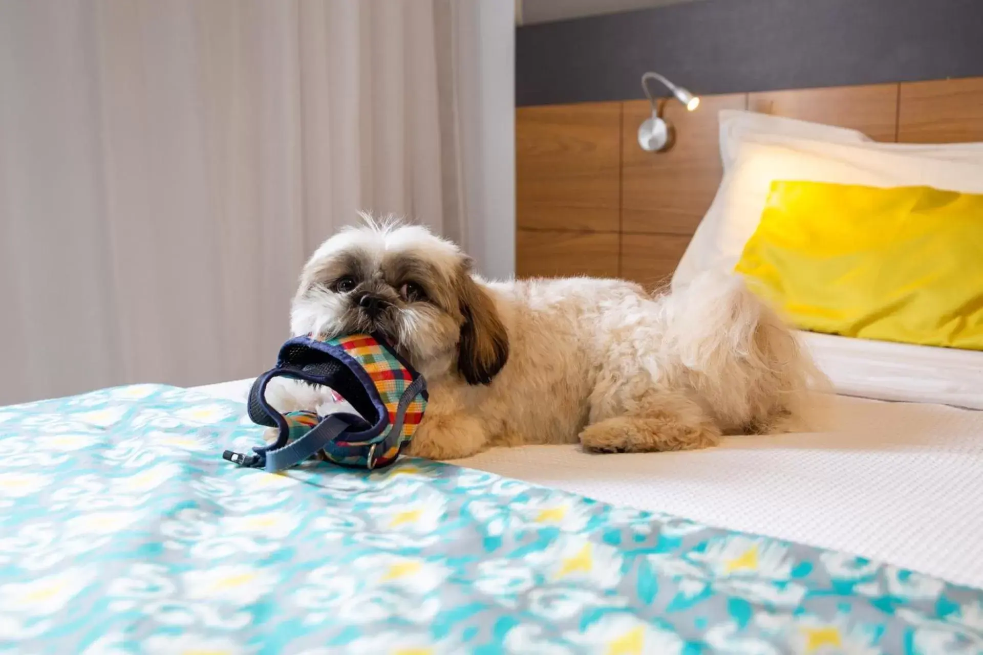 Pets in Quality Hotel Jundiaí