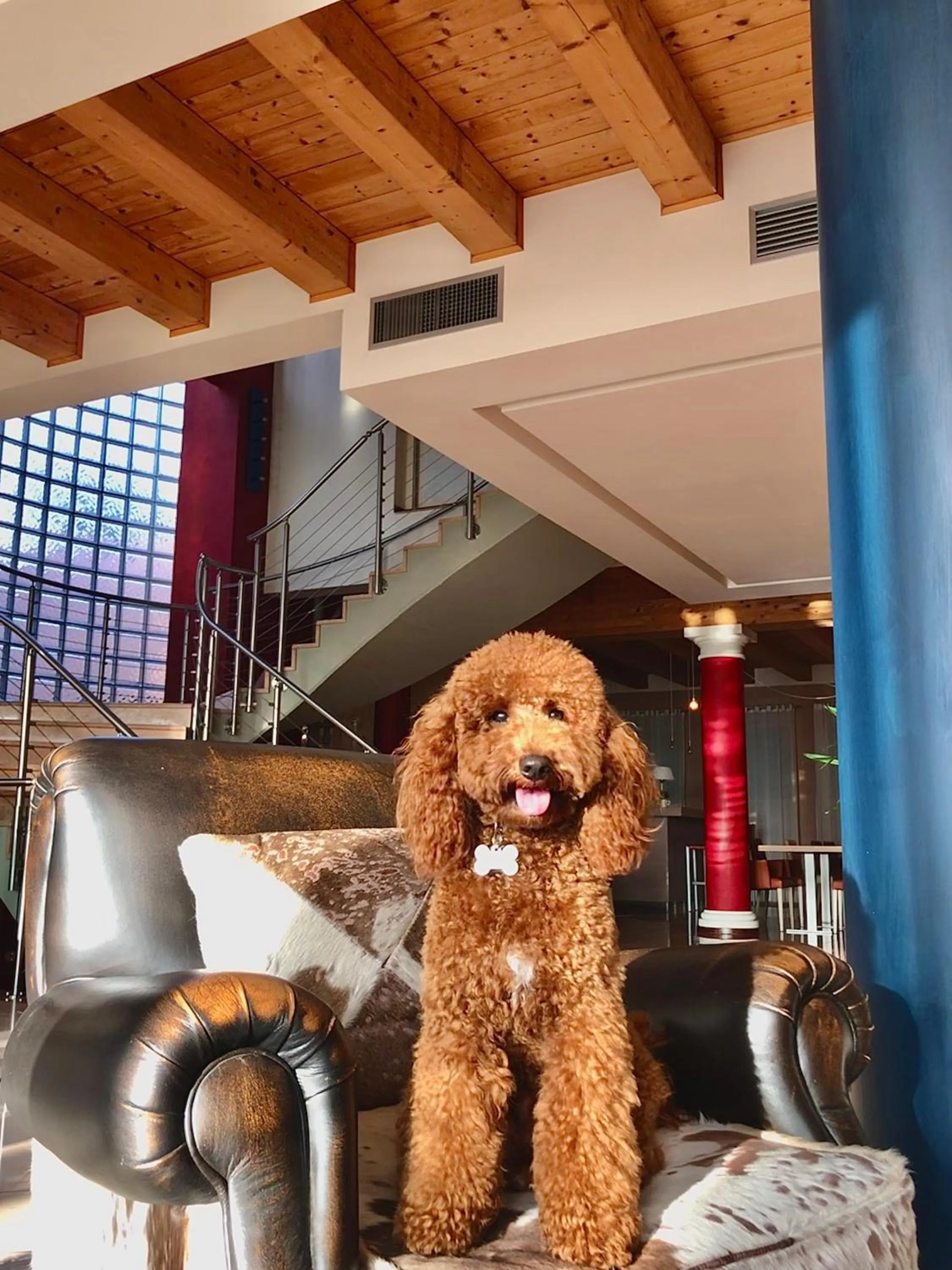 Pets in Hotel Alle Acque