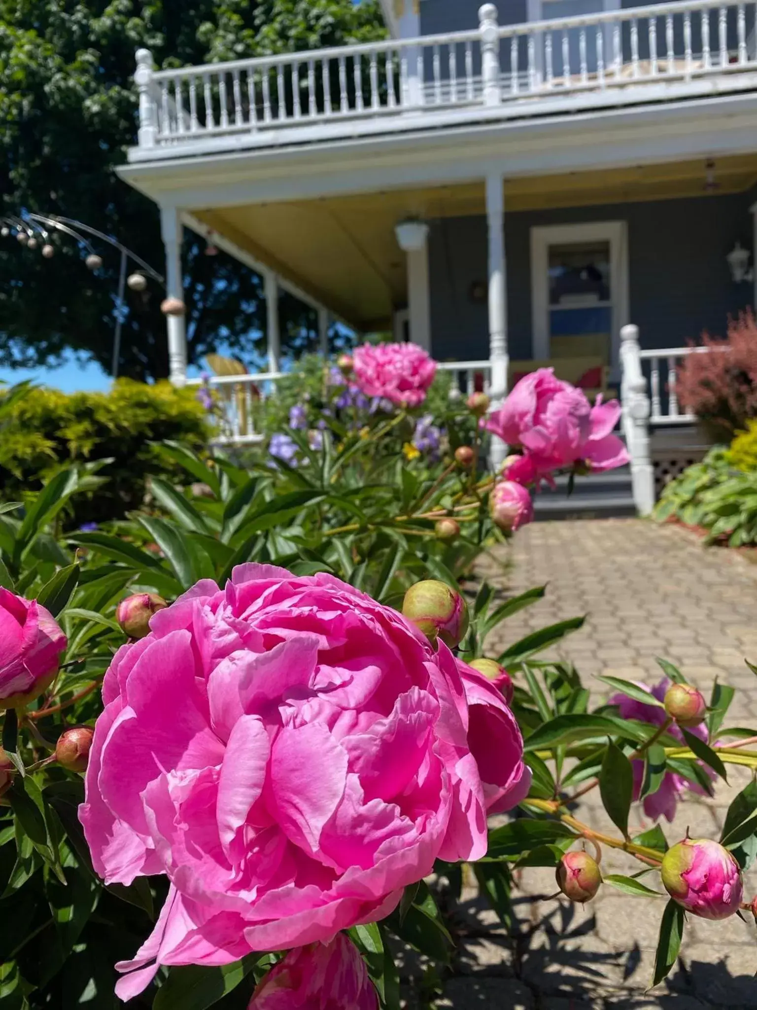 Garden in Toba's Bed & Breakfast