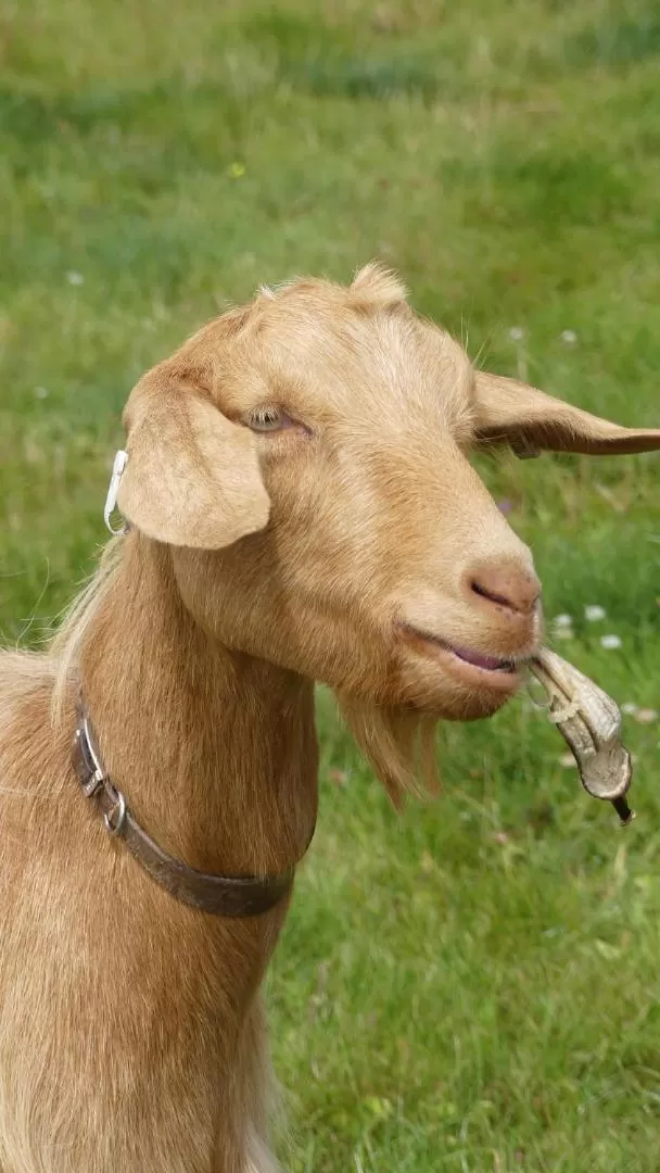 Animals, Other Animals in Higher Trenear Farm B&B