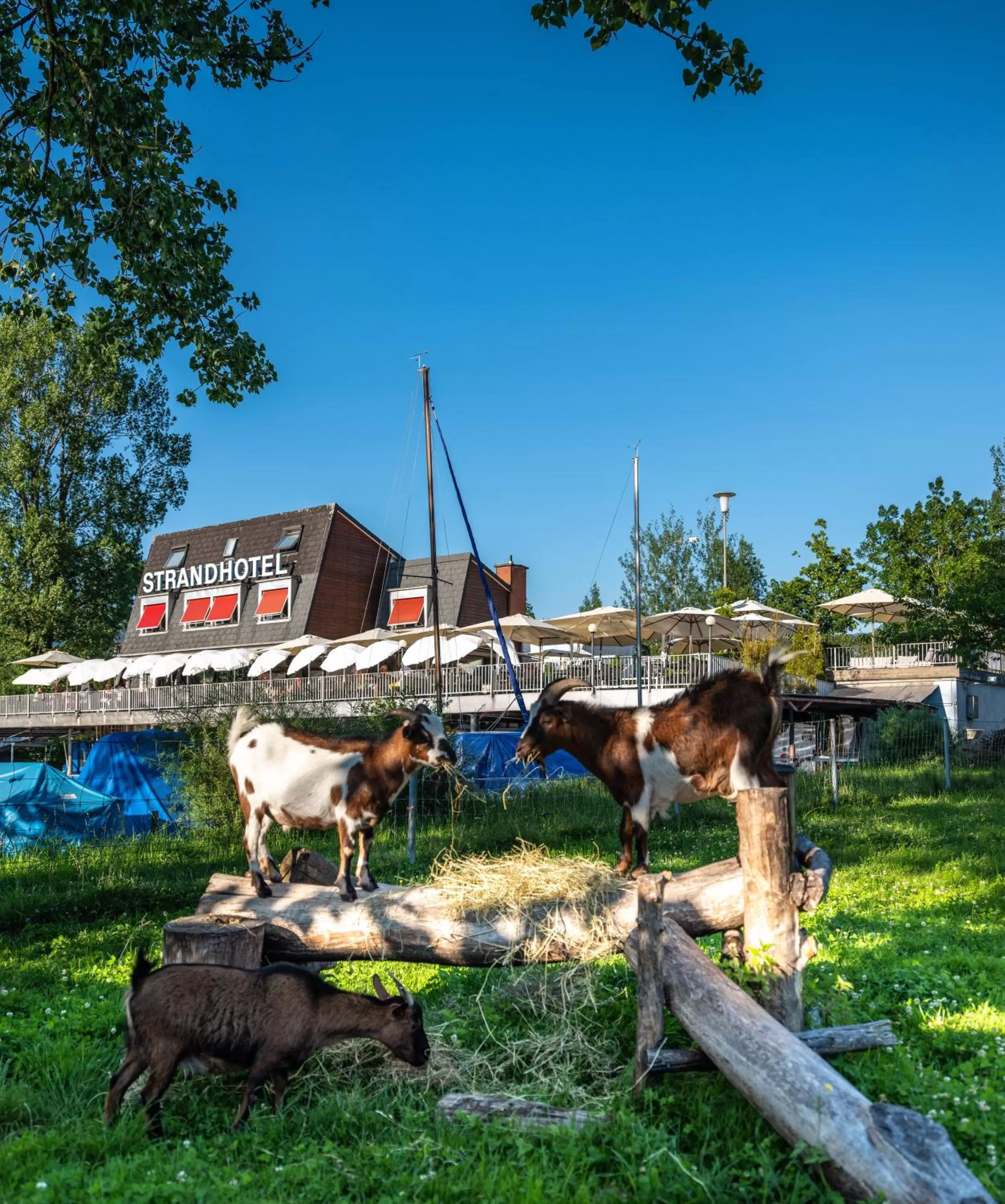 Restaurant/places to eat in Strandhotel Schmerikon