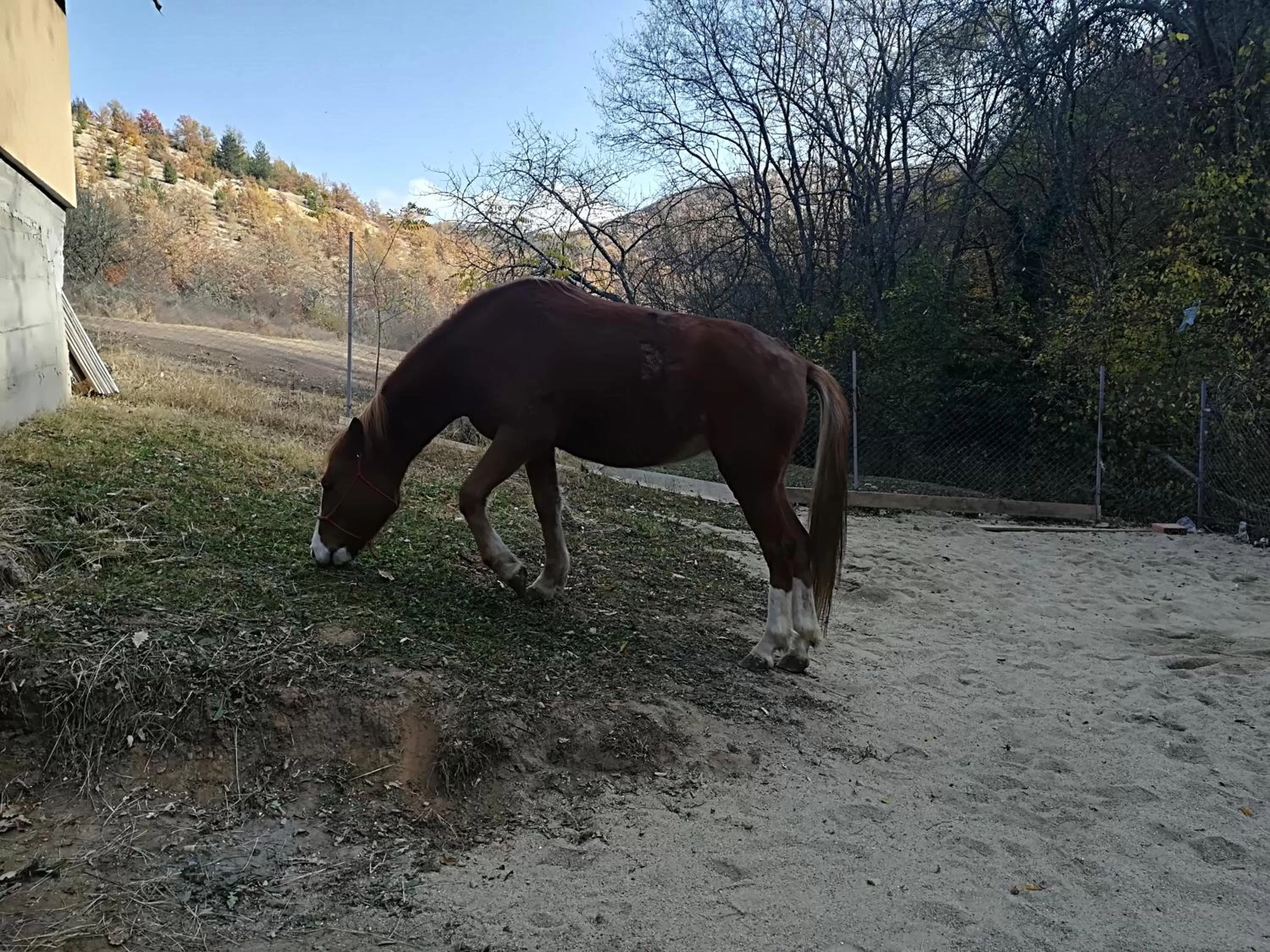 Animals in Etno selo Vile Jefimija, selo Preobrazenje, Vranje
