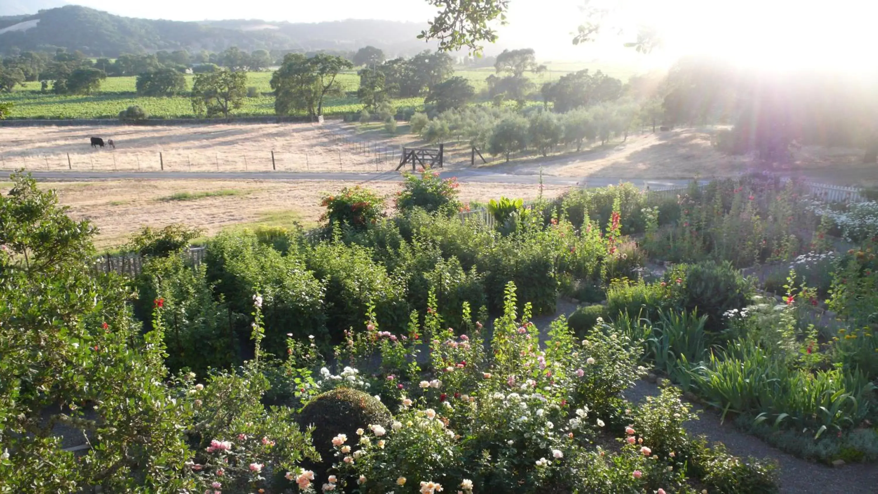 Garden view in Beltane Ranch