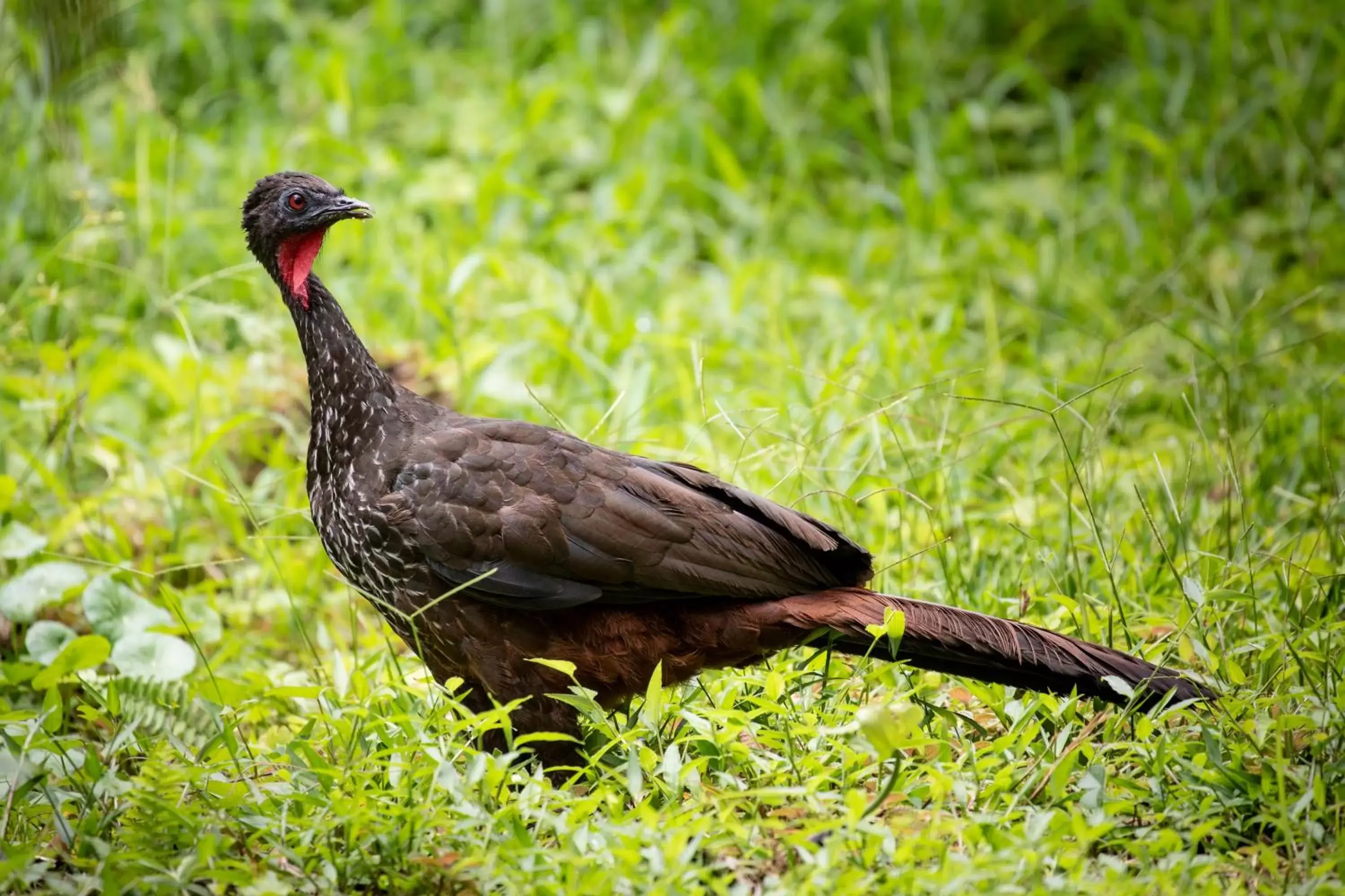 Animals, Other Animals in Lost Iguana Resort and Spa