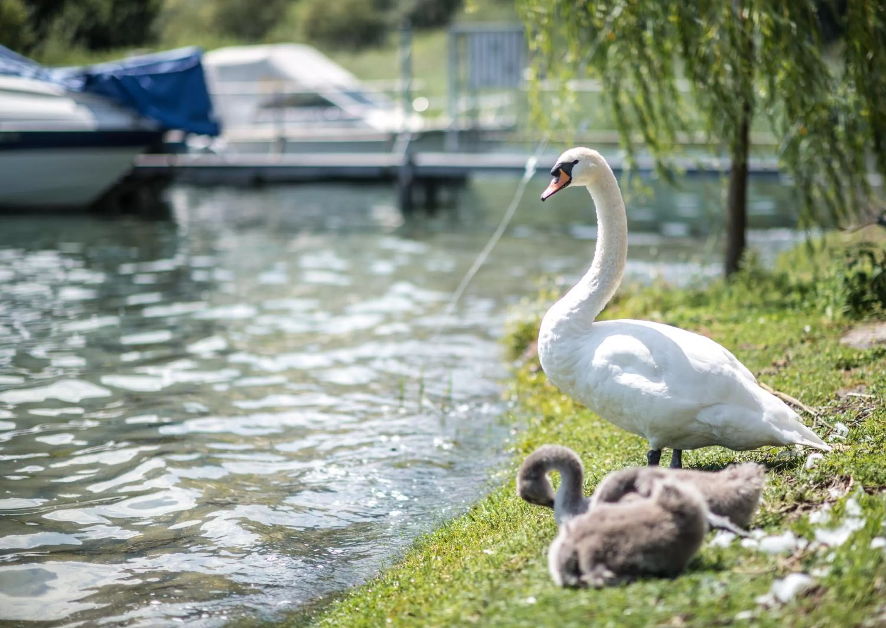 Animals in Seehotel Sternen