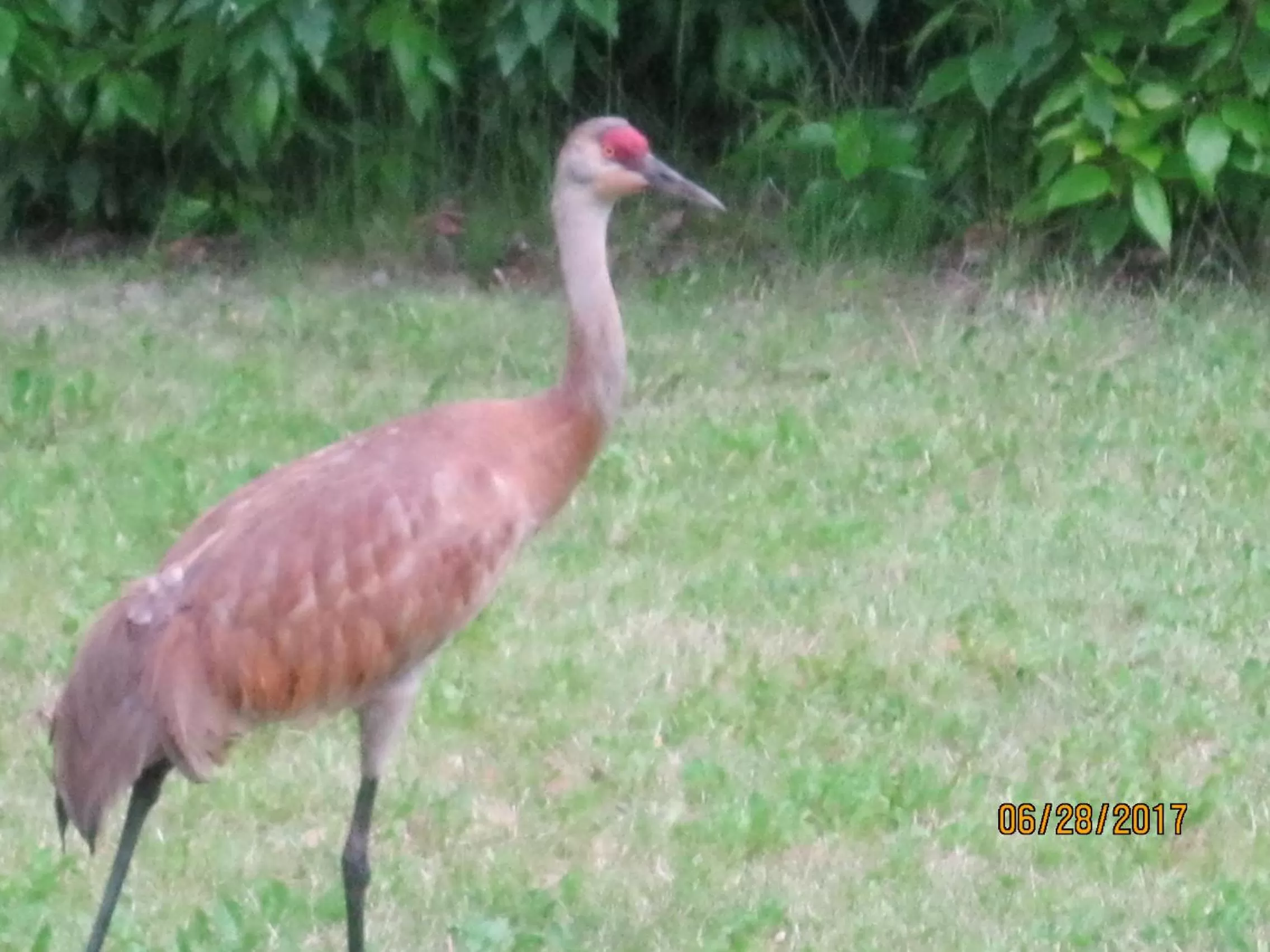 Animals in Whispering Winds Retreat B&B