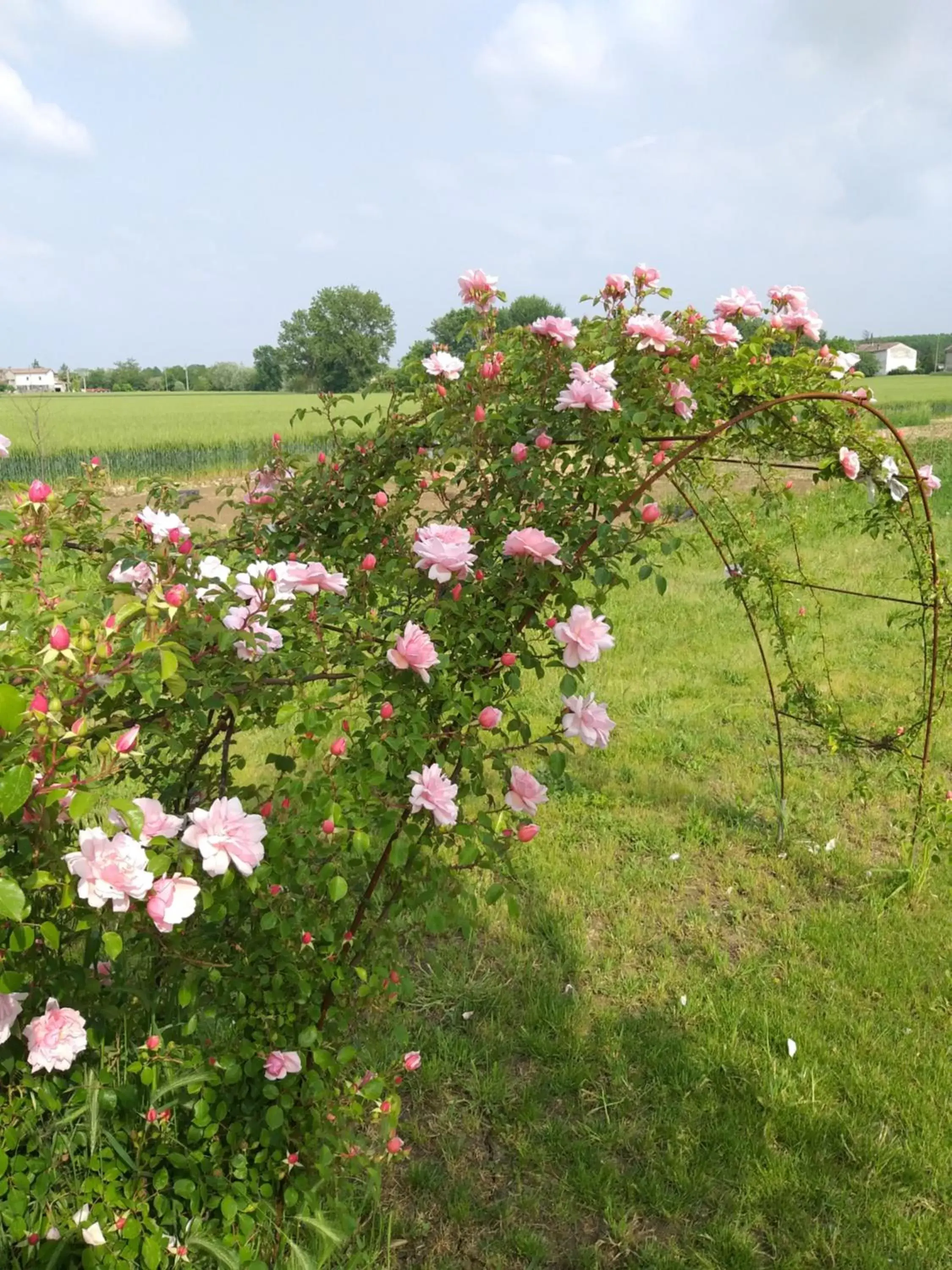 Garden in Antico Pioppo