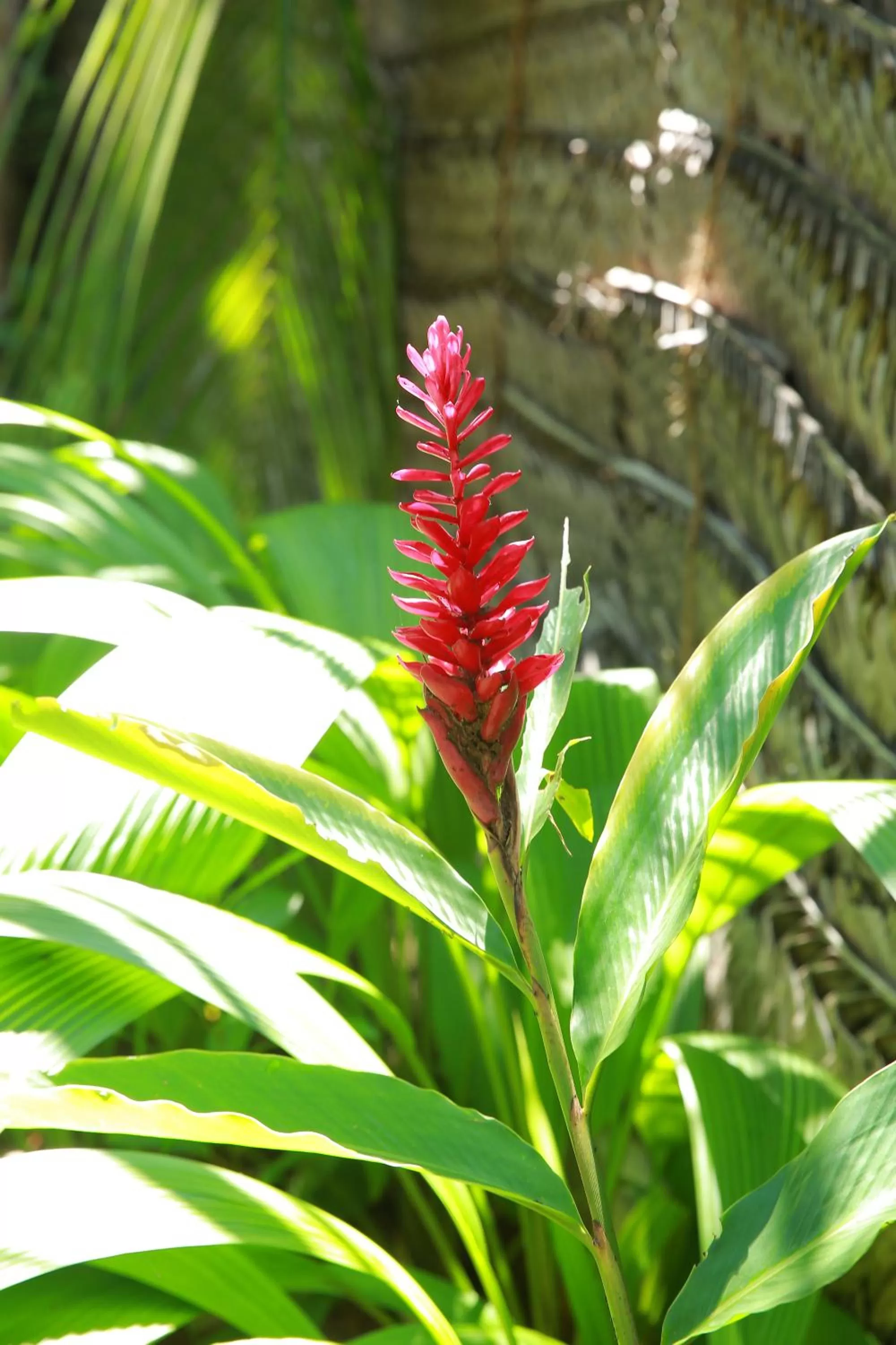 Garden in Limecabanas-srilanka